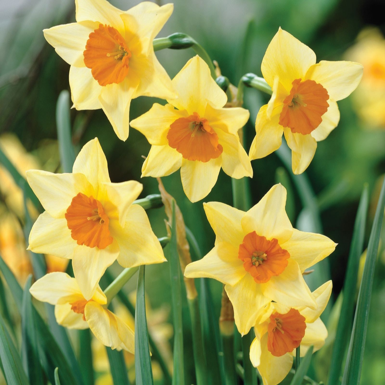 Thompson & Morgan Thompson And Morgan Daffodil Super Scented 'jonquilla' Collection 40 Bulbs, Multi