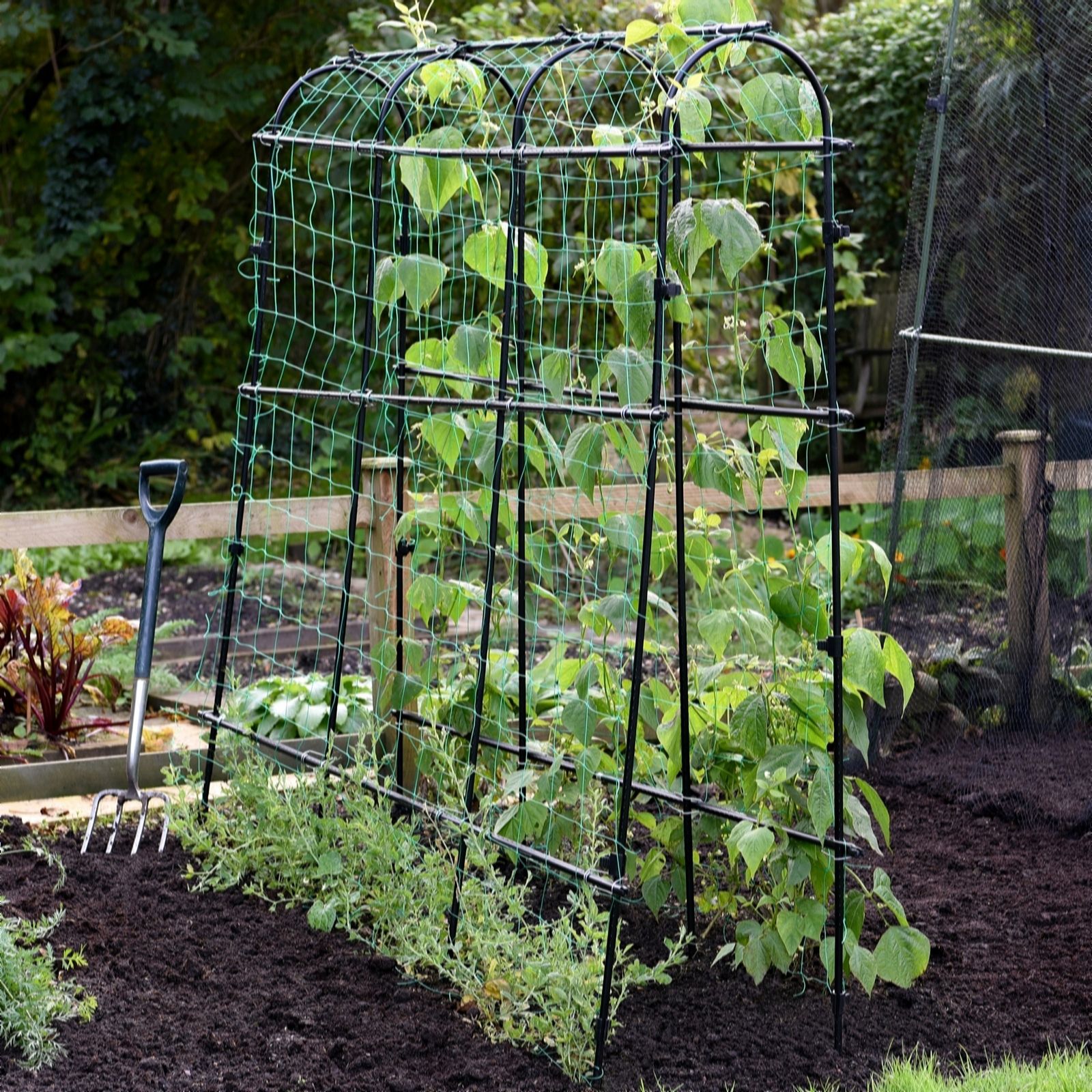 Thompson & Morgan Pea and Bean Tunnel 1.8 x 1.8m