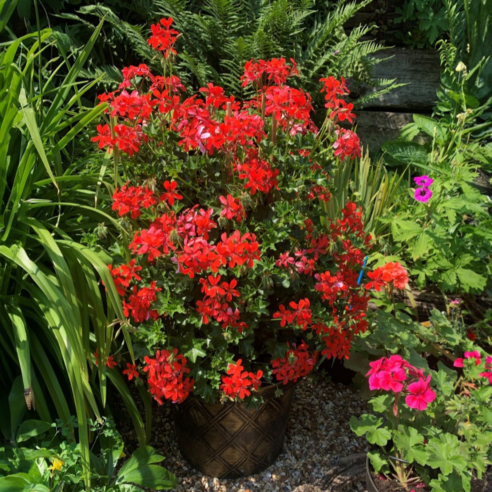 Thompson & Morgan Red Geranium Peltatum 70Cm Pyramid 19Cm Pot X 1