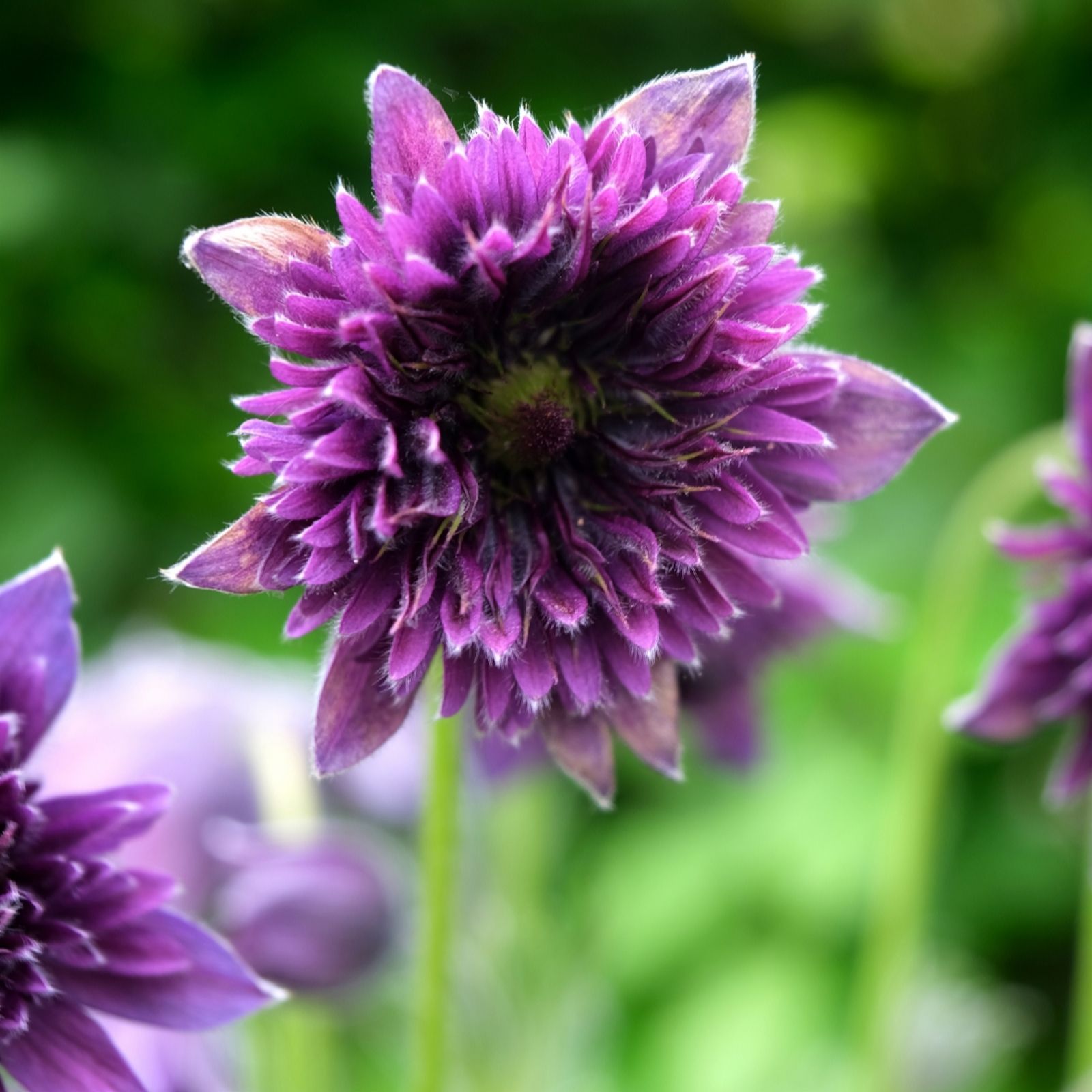 Hayloft Plants Dark/Purple Pulsatilla Fairy Dreams 3X 9Cm