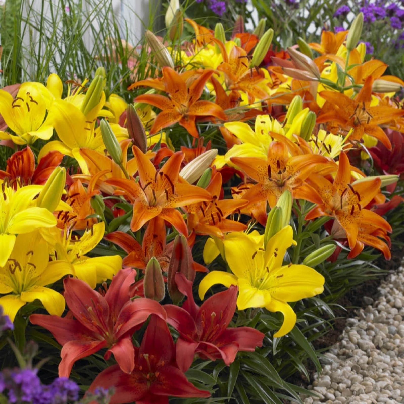 Yougarden Carpet Lilies 'Flame' Mix X20 Bulbs