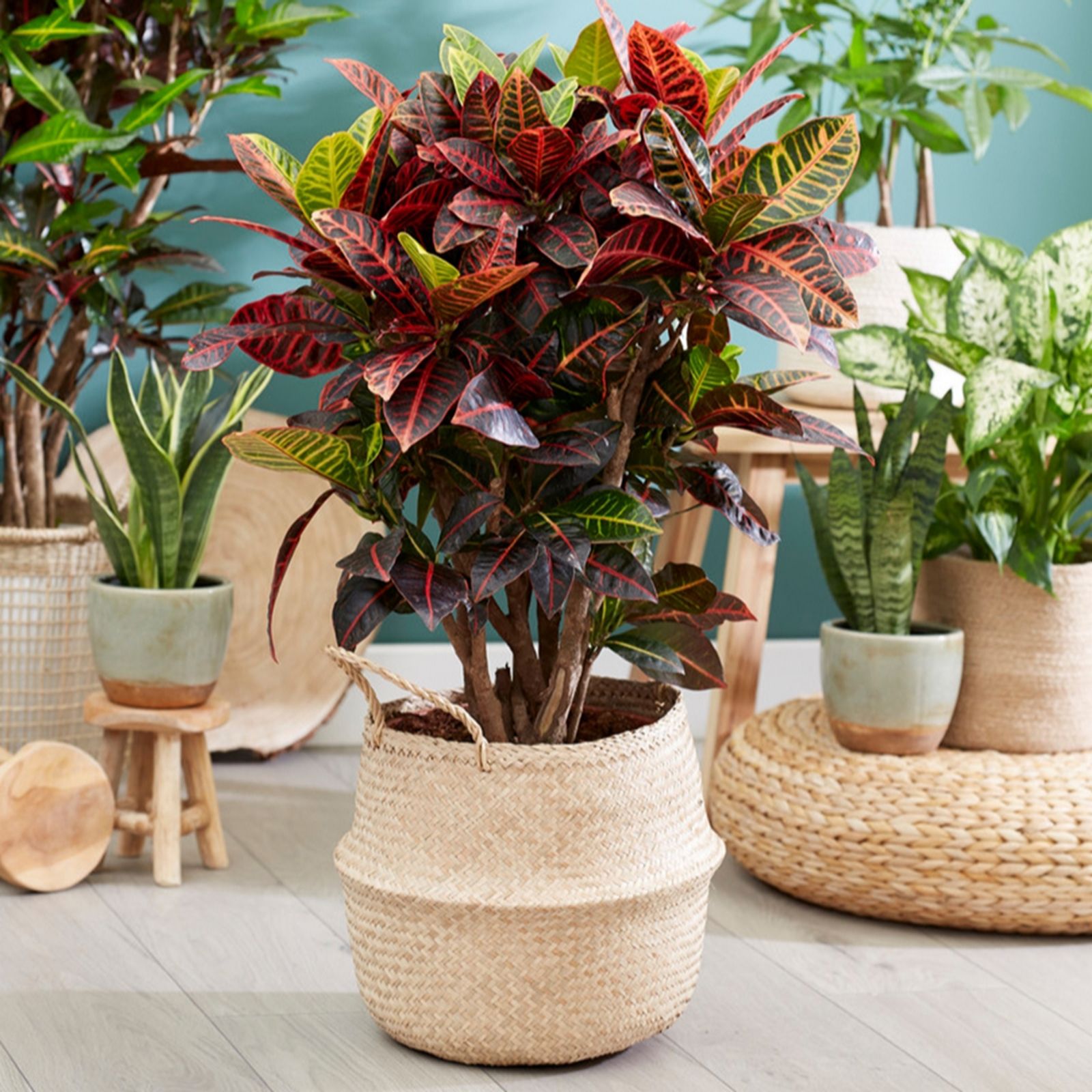 Yougarden Green/Yellow/Red Codiaeum Petra In A 12Cm Pot