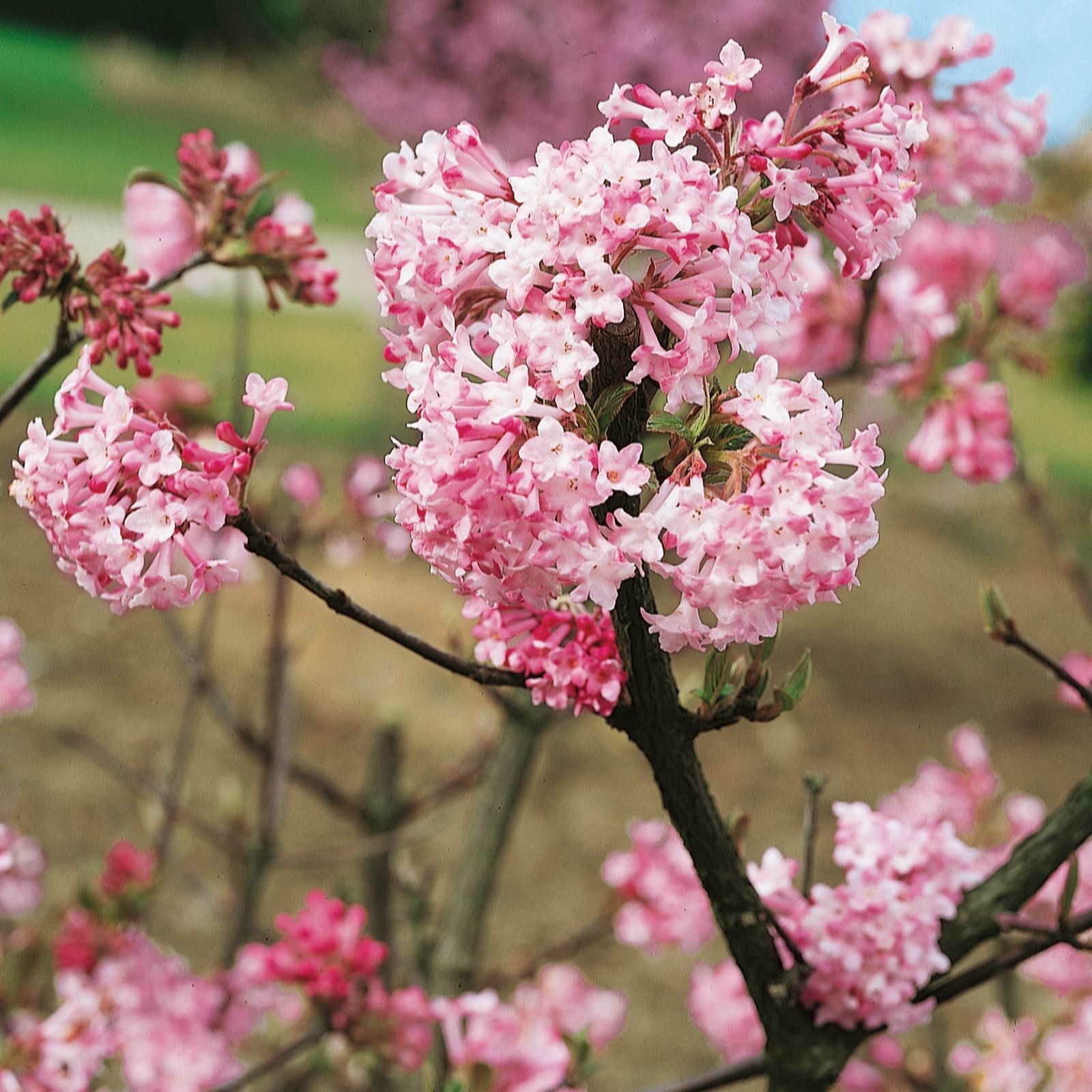 Plants 2 Gardens Pink Viburnum Charles Lamont 3Ltr