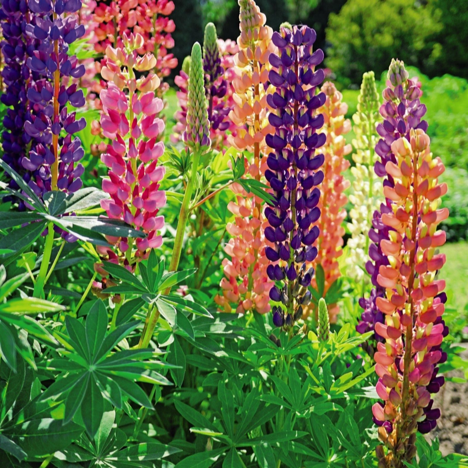Thompson & Morgan Perennial Everlasting Collection Bare Root X 30
