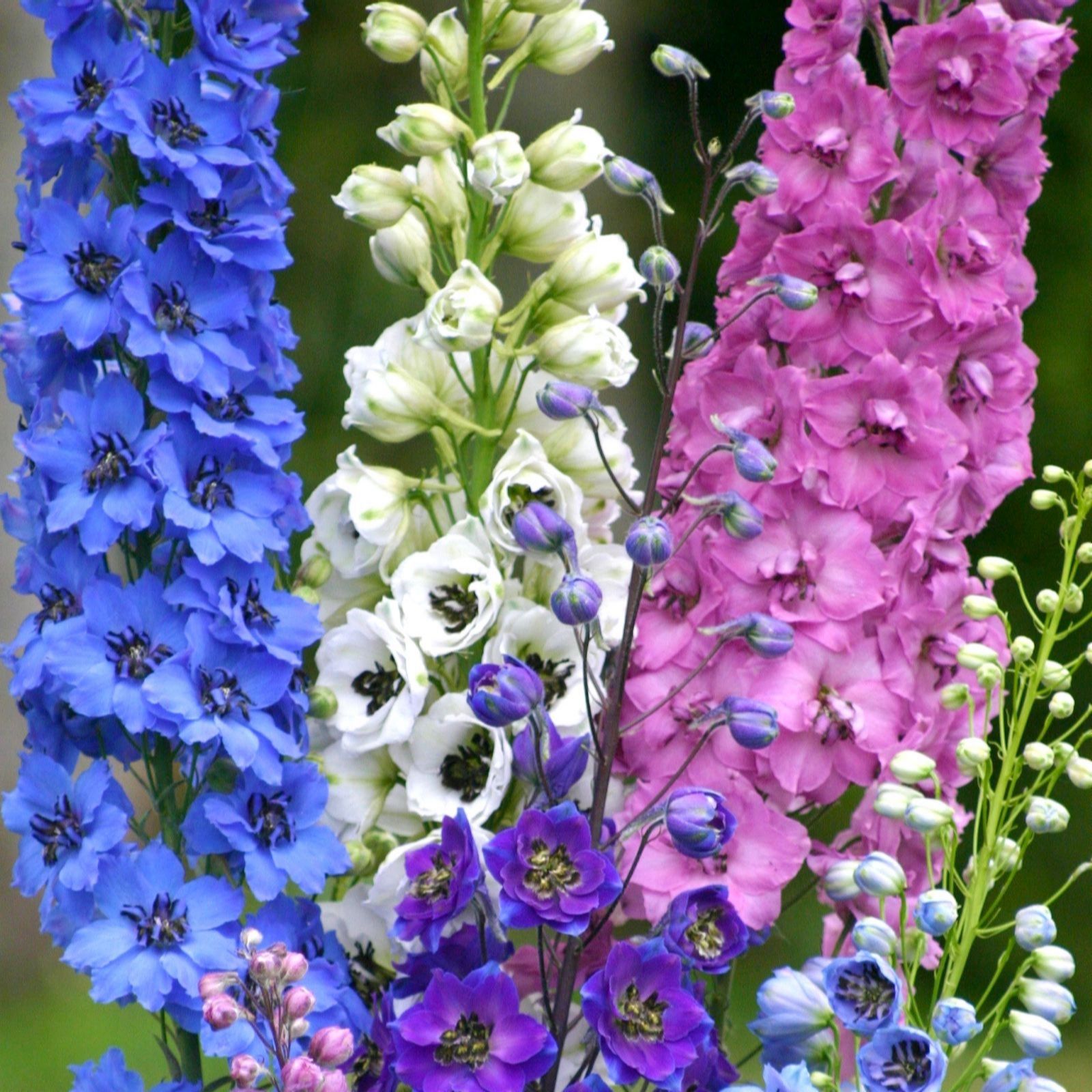 Thompson & Morgan White/Lilac/Blue Delphinium Magic Fountains Mix 9Cm X 3
