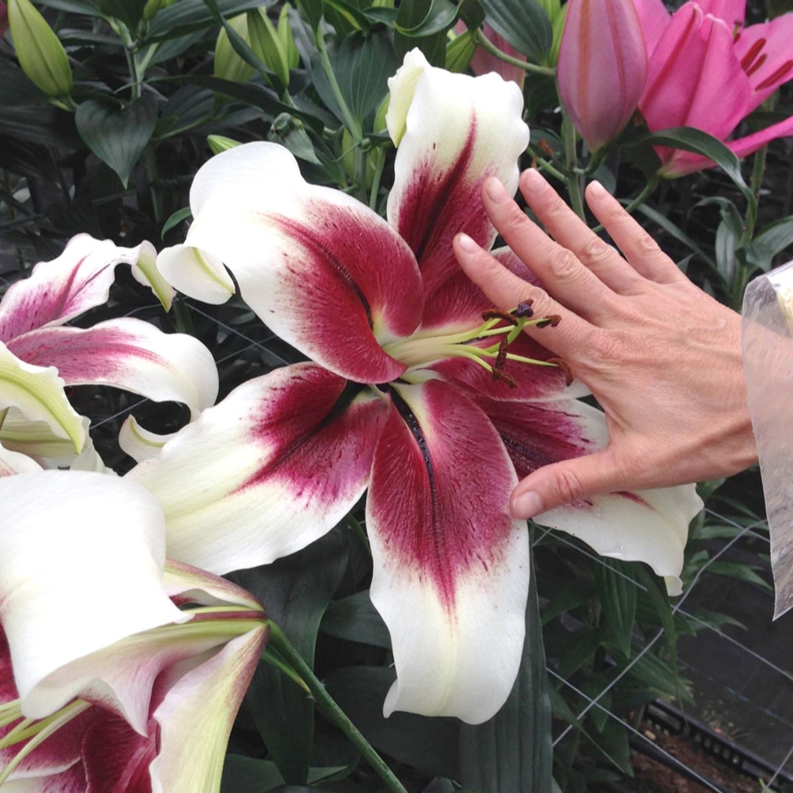 Yougarden Cream Lily 'Berries & Bulbs X10