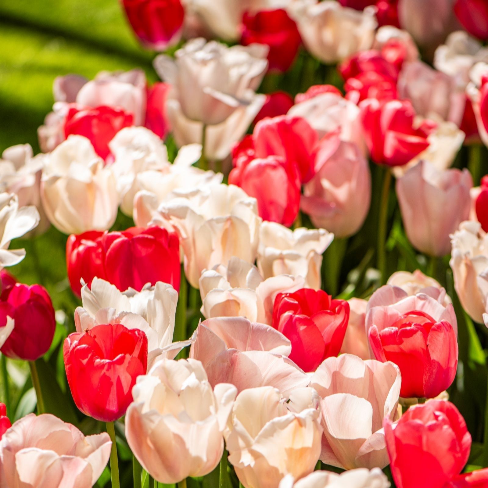 Thompson & Morgan Cream Tulip Strawberries And Mix 20 Bulbs