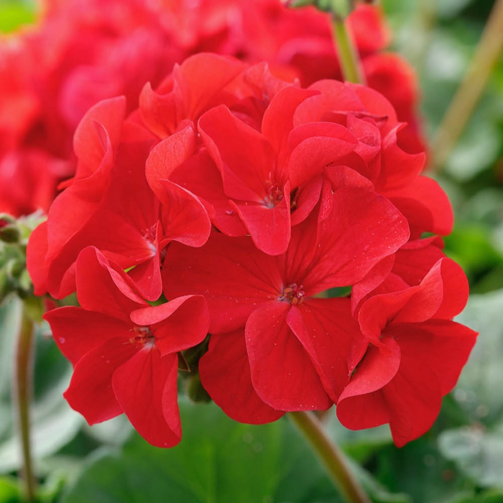 Yougarden Dark/Red Geranium 'Summer Lovers' Plug Plants X24