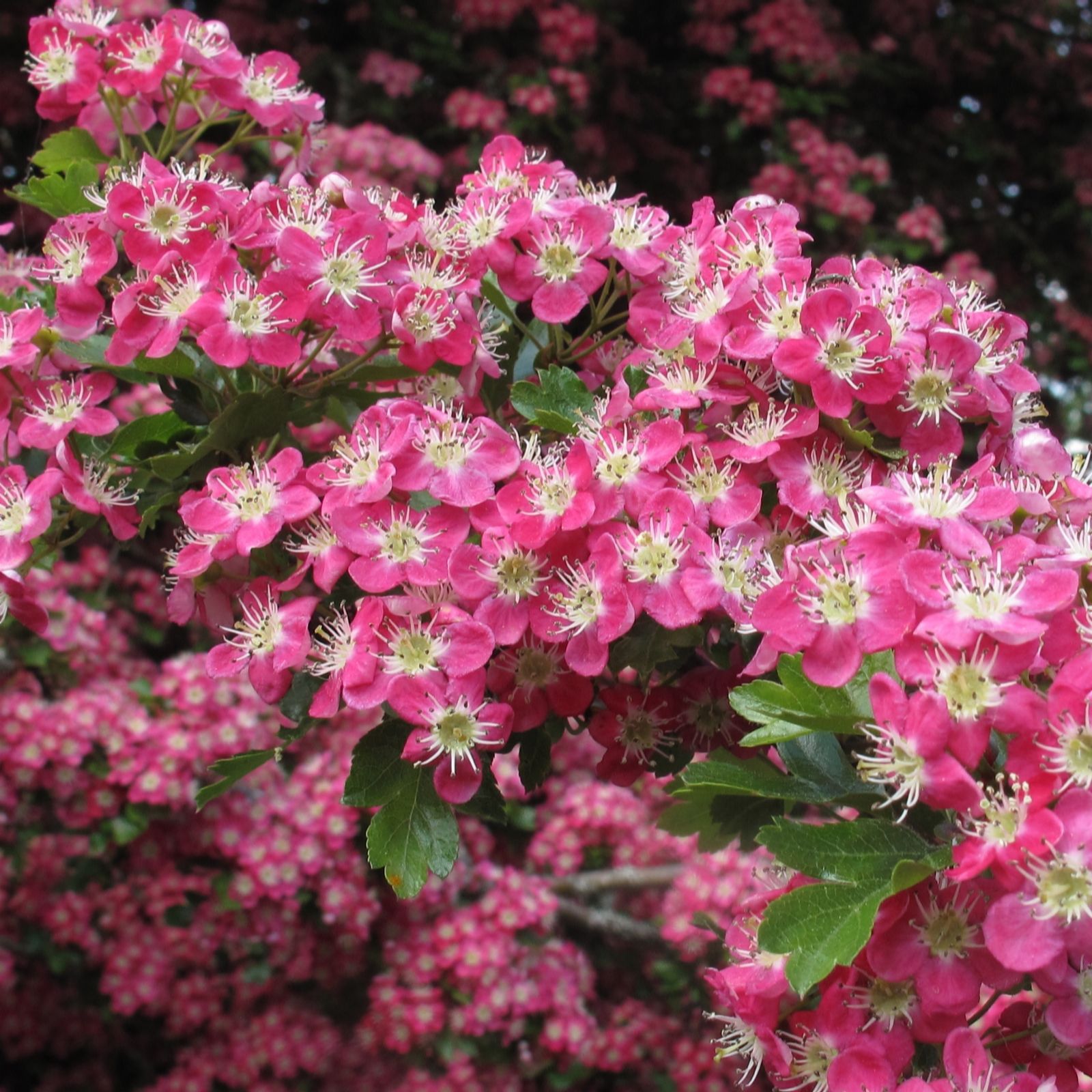Frank P Matthews Fuchsia/Pink Crataegus X Med Punicea In 12 Litre C...