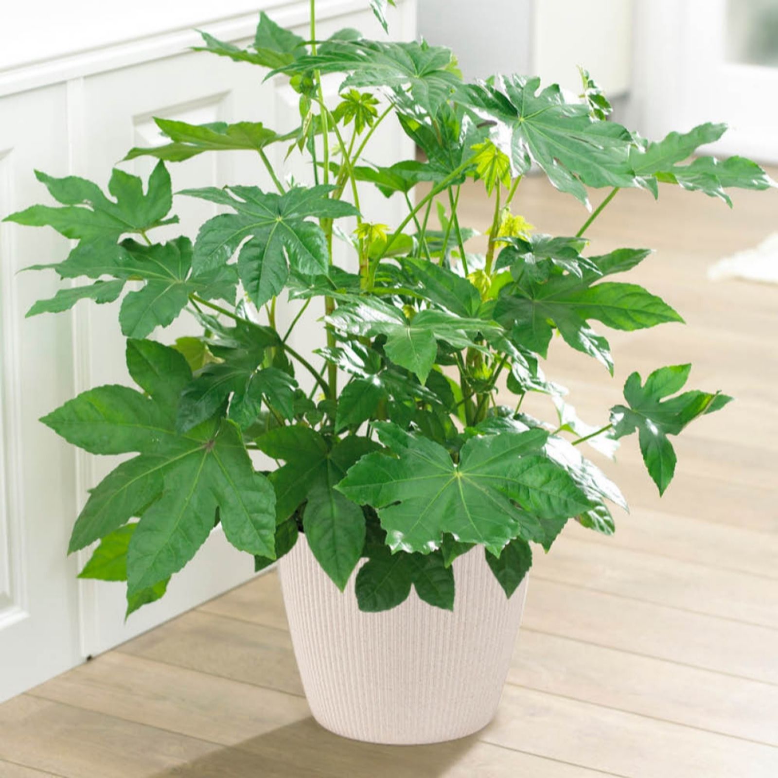 Yougarden White Fatsia 'Japonica' In A 2/3L Pot