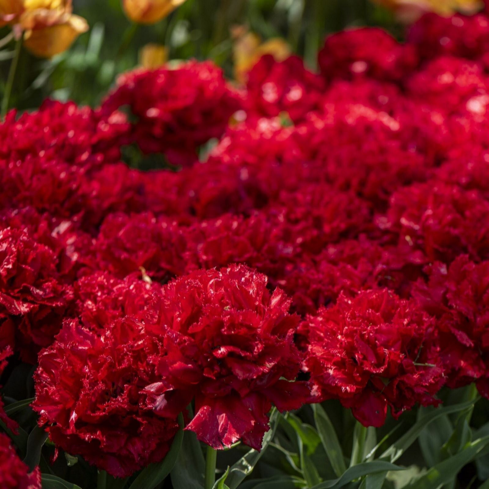 Thompson & Morgan Red Tulip In My Heart 16 Bulbs