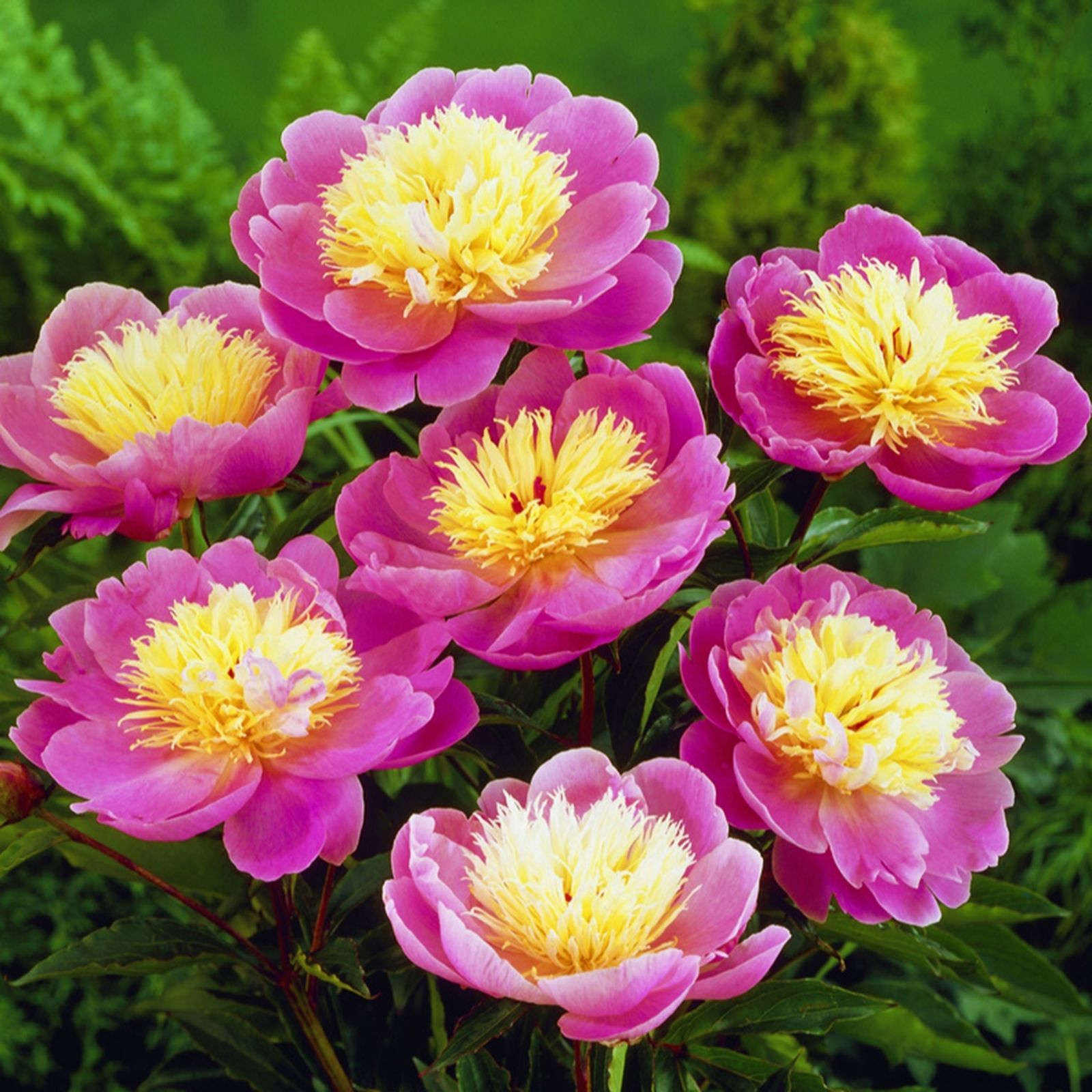 Yougarden Pink/Cream Peony 'Bowl Of Beauty' Bare Roots X3