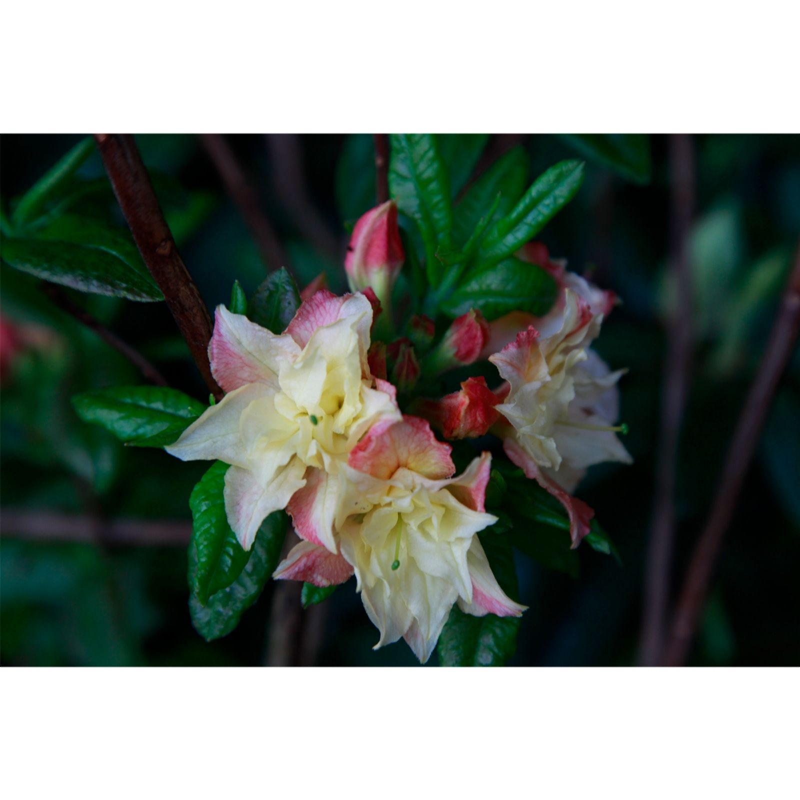 Plants 2 Gardens Pink/Red/Cream Plants2gardens Azalea Cannons Double 5Ltr