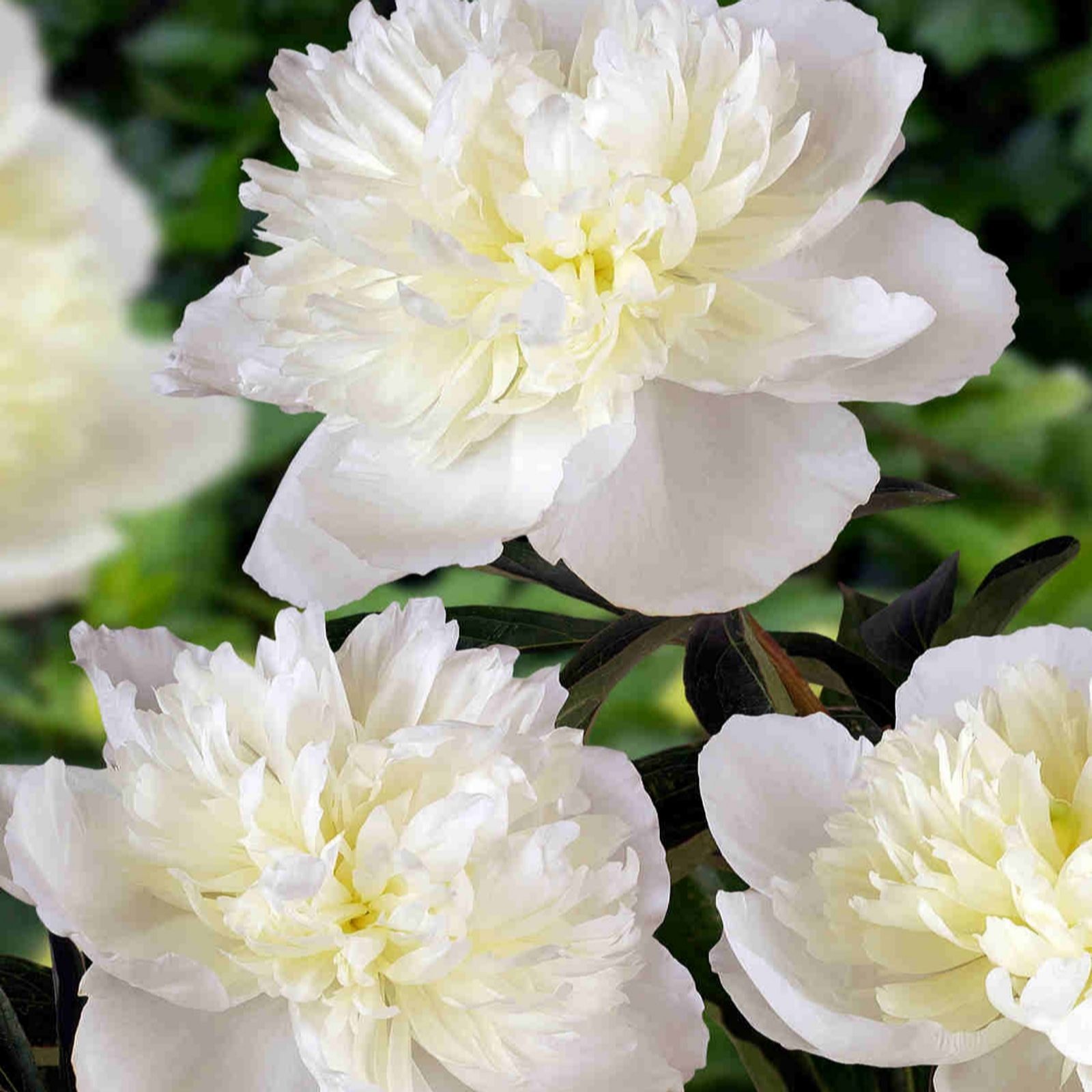 Hayloft Plants First For Fragrance Double Peony X 3 Bare Roots