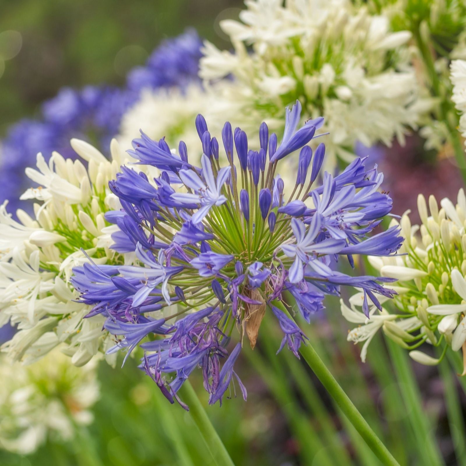 Thompson & Morgan Agapanthus  6 Blue & White Collection