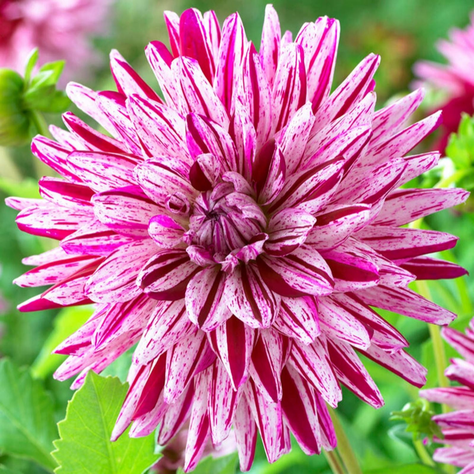 Yougarden Pink/Purple/White Dahlia 'Blackberry Ripple' Tubers X6