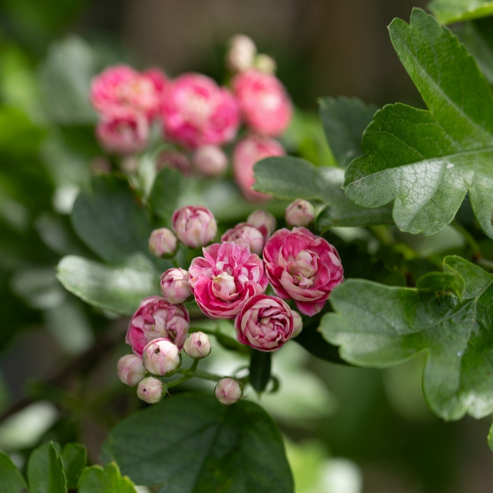 Frank P Matthews Crataegus x med Punicea Flore Pleno in 12 Litre Co...