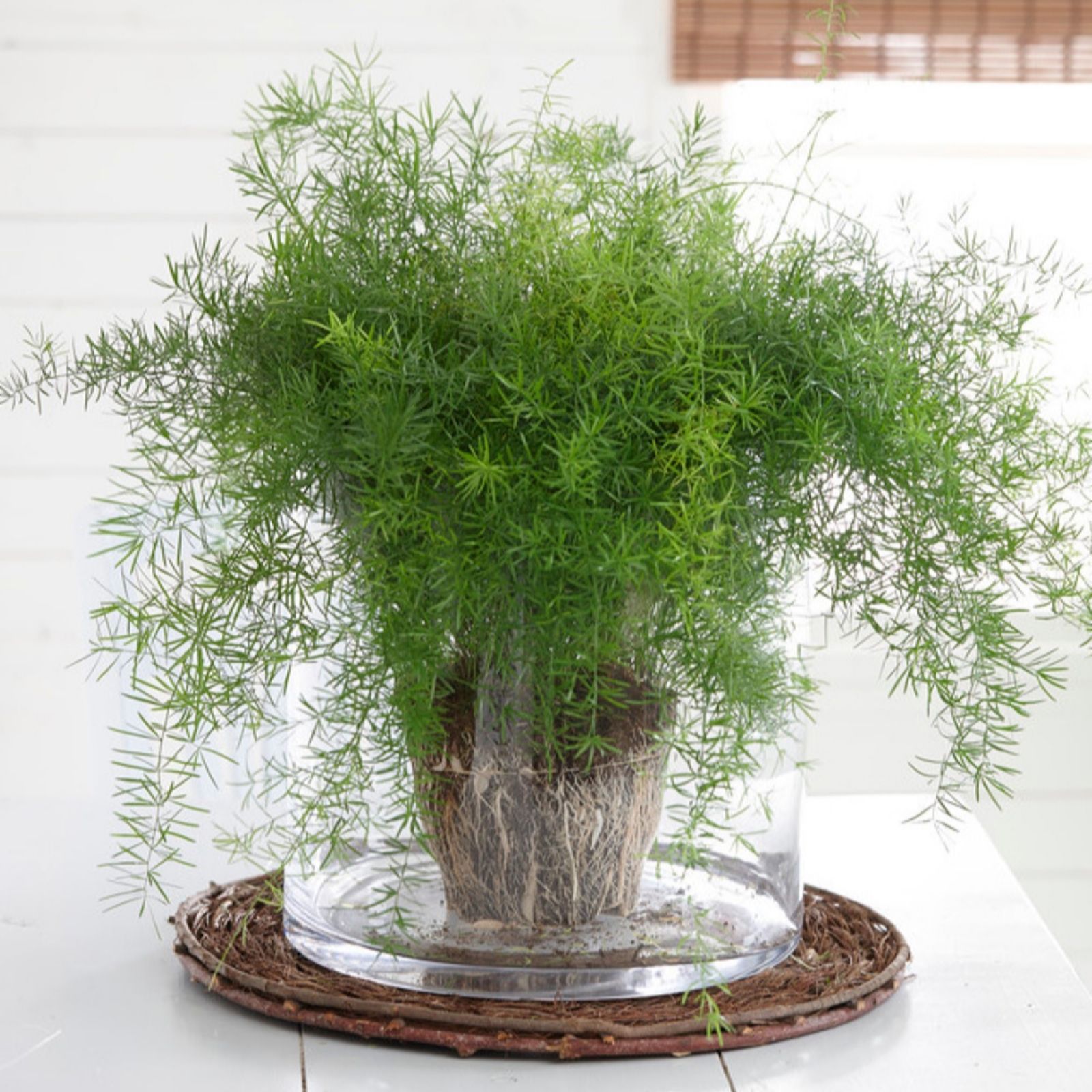 Yougarden Light/Green Asparagus Fern In A 12Cm Pot