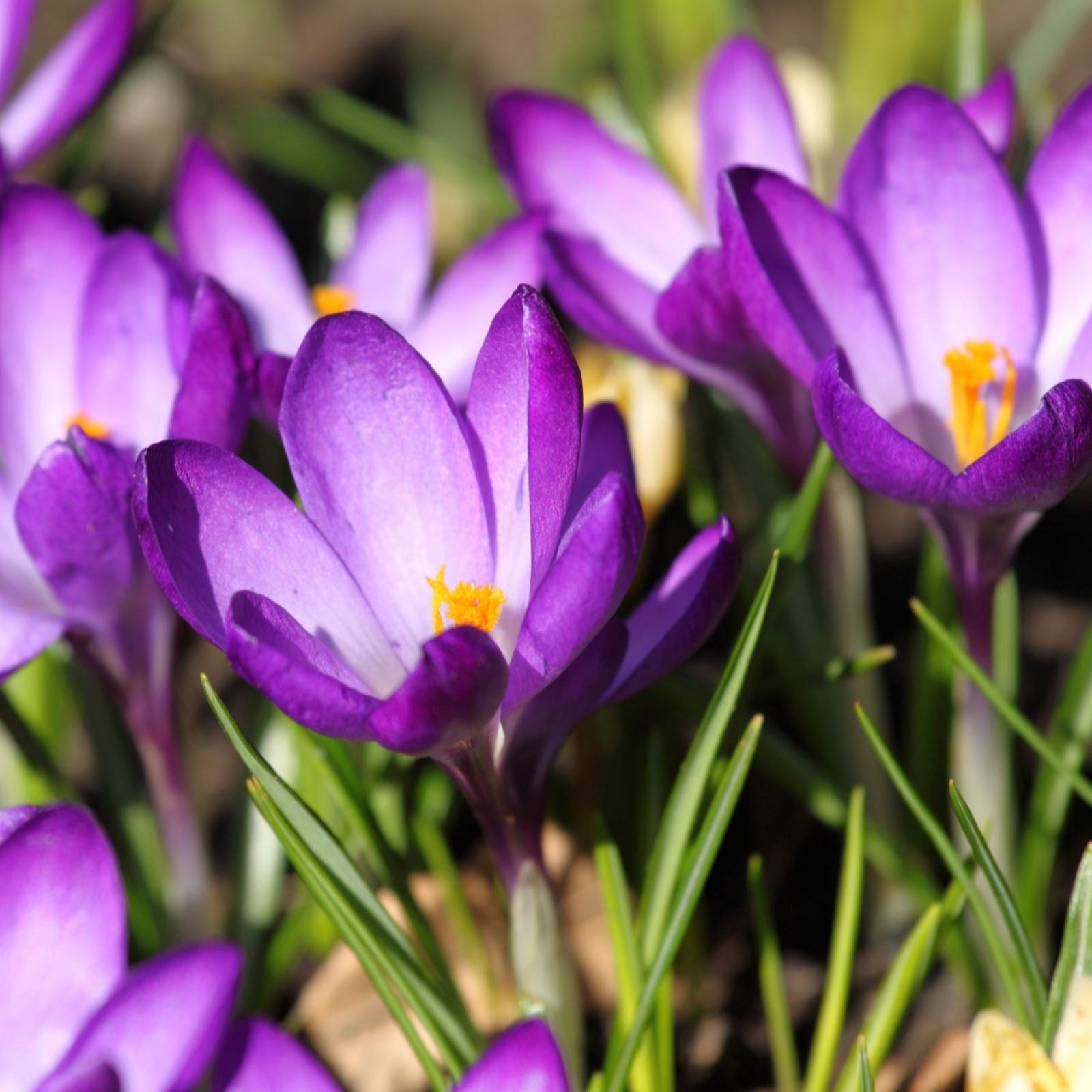 Thompson & Morgan Thompson & Morgan Spring Flowering Bulb Bonanza Collection, Multi