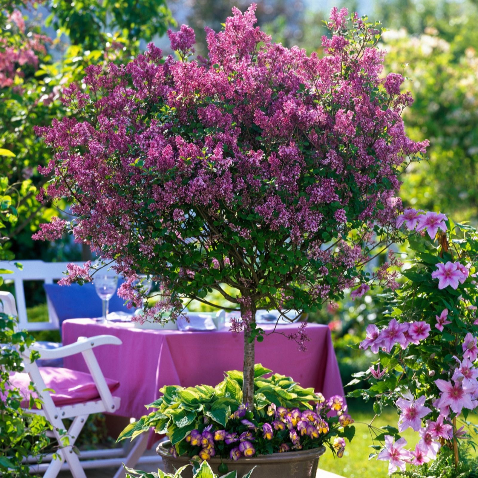 Yougarden Lilac/Pink/Purple Standard Syringa Palibin 3L Pot