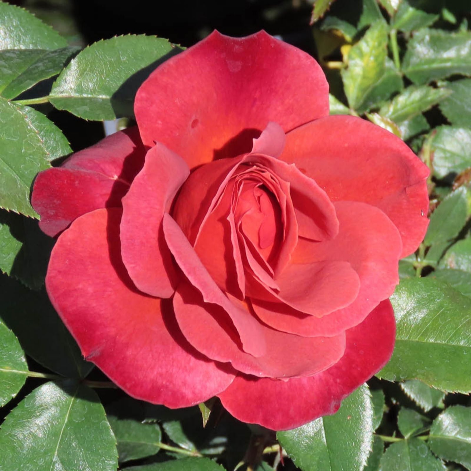 Harkness Roses Orange/Red Yougarden Harkness Rose Hot Chocolate 3L- 4L Pot