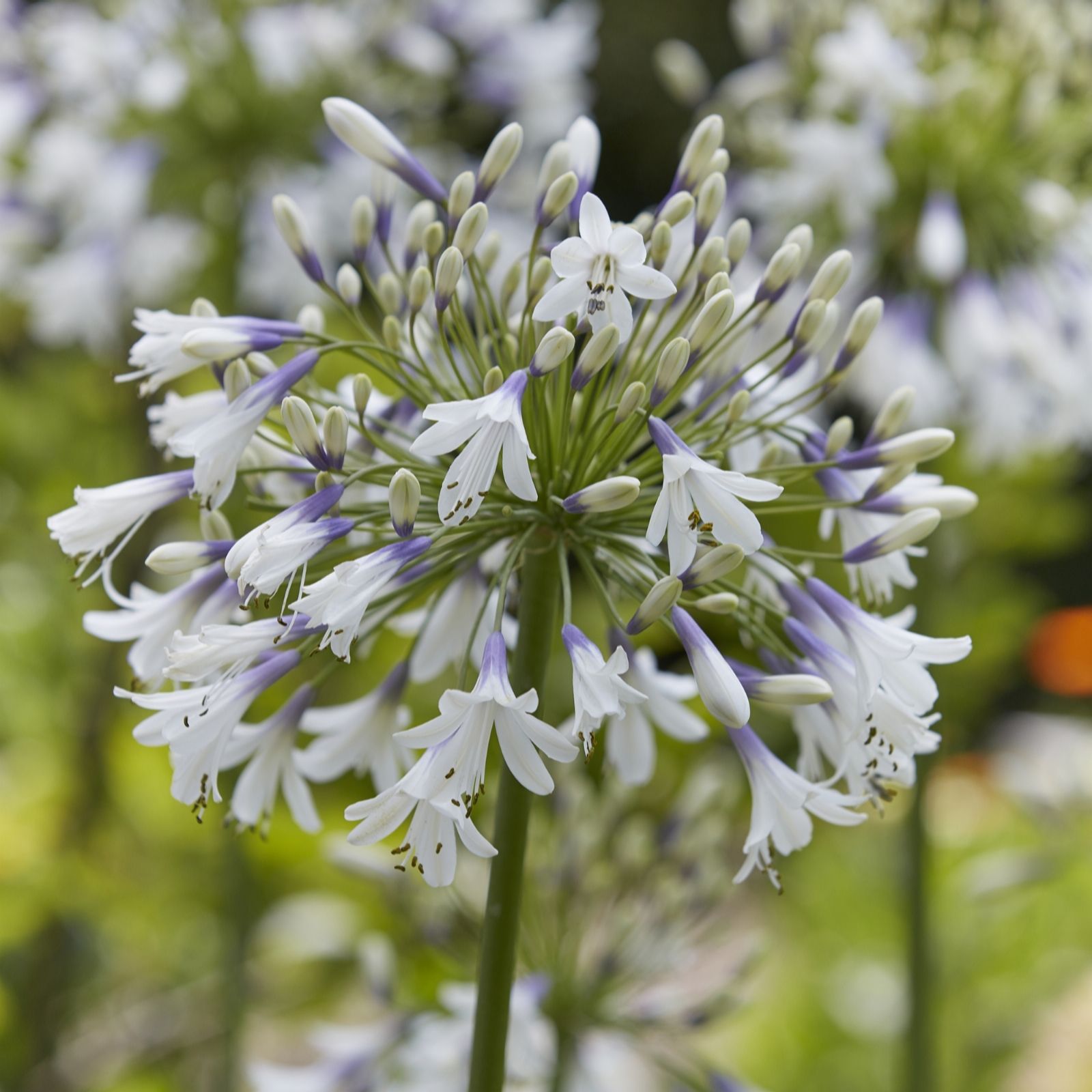 Plants 2 Gardens Blue/White Plants2gardens Agapanthus Fireworks 3Ltr