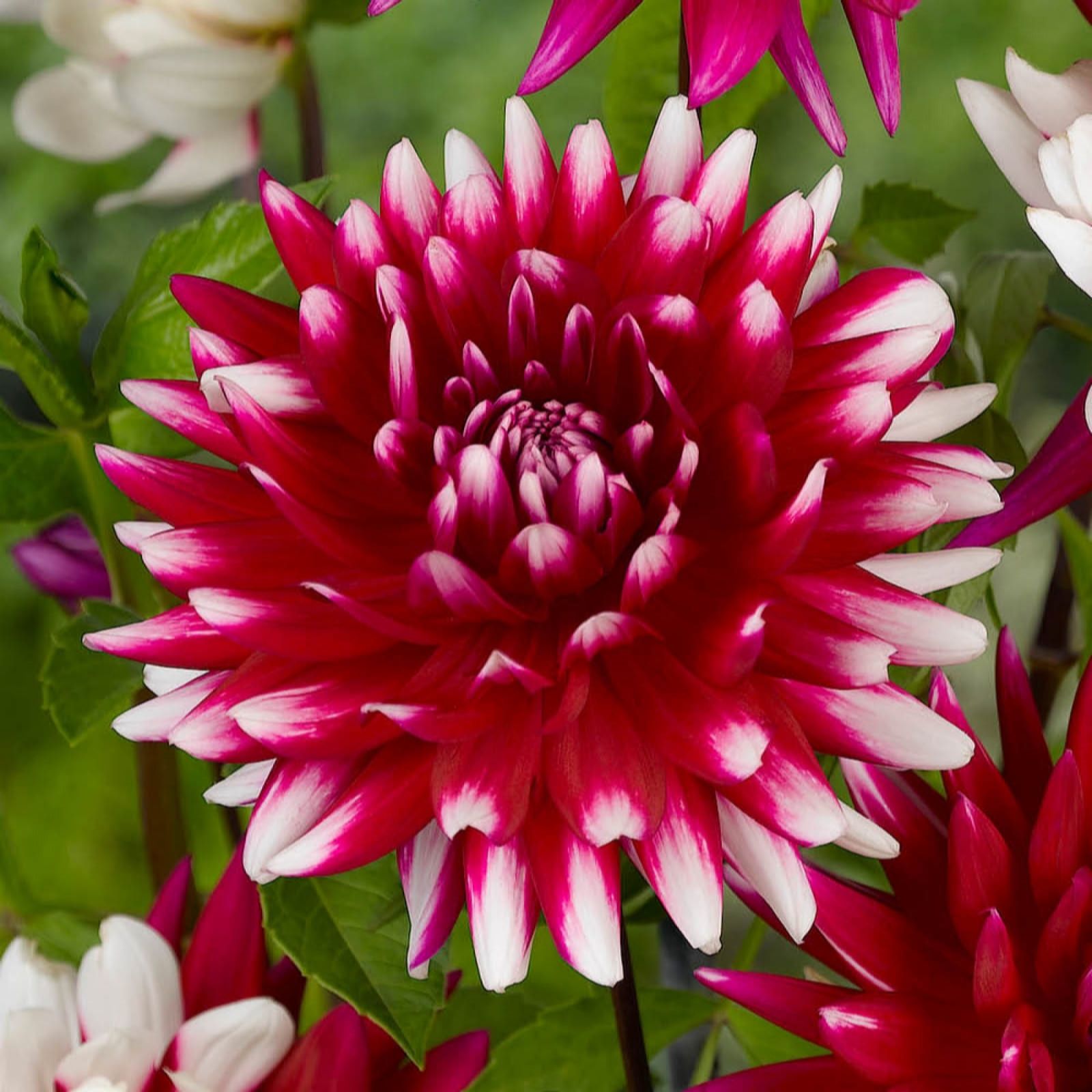 Yougarden Red/White Dahlia 'Rebecca's World' Tubers X6