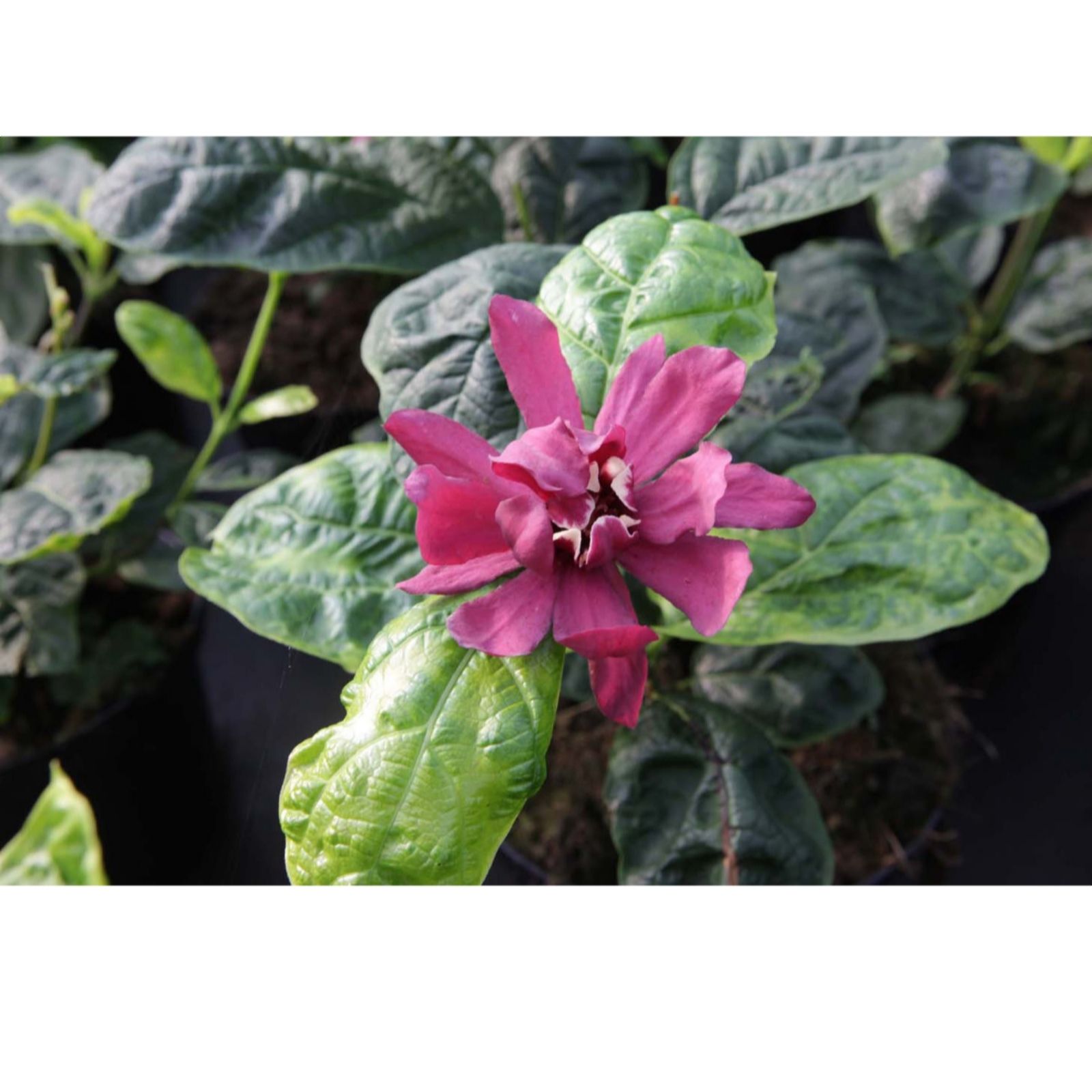 Thompson & Morgan Calycanthus Hartlage Wine 15cm Pot x 1