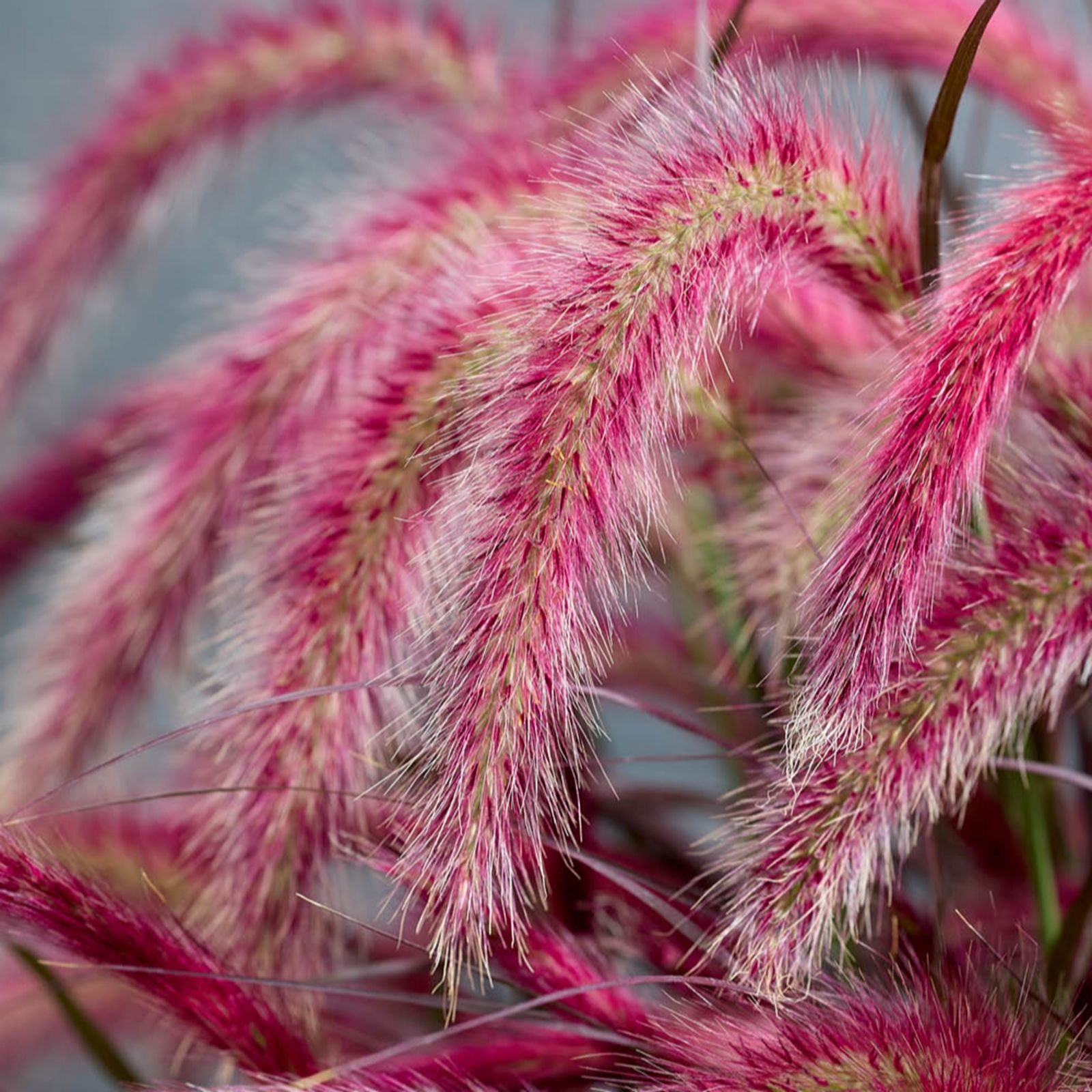 Yougarden Red Pennisetum 'Tiny Tails' In A 19Cm Pot