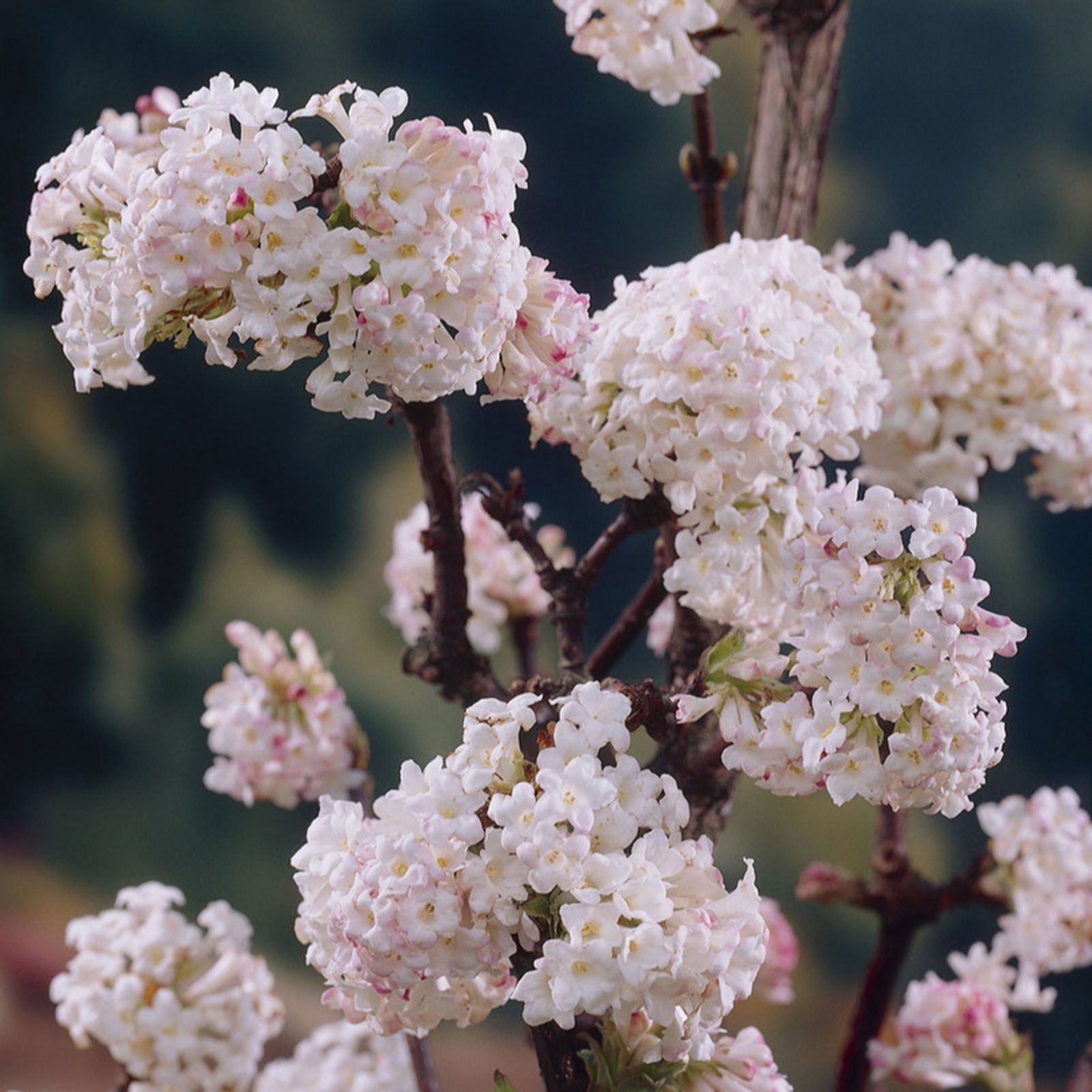 Yougarden Pink/Light Viburnum Bodnant Charles Lamont 3L Pot