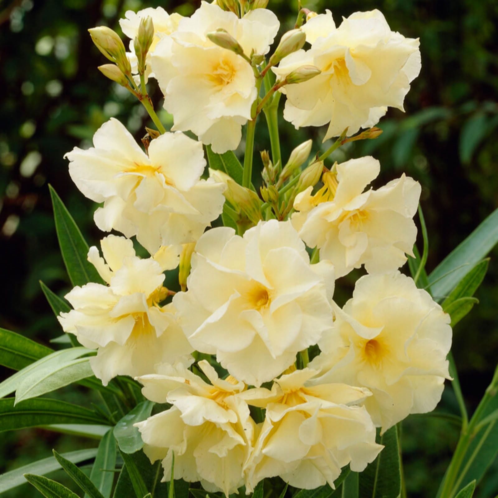 Yougarden Yellow Standard Oleander 18Cm Pot