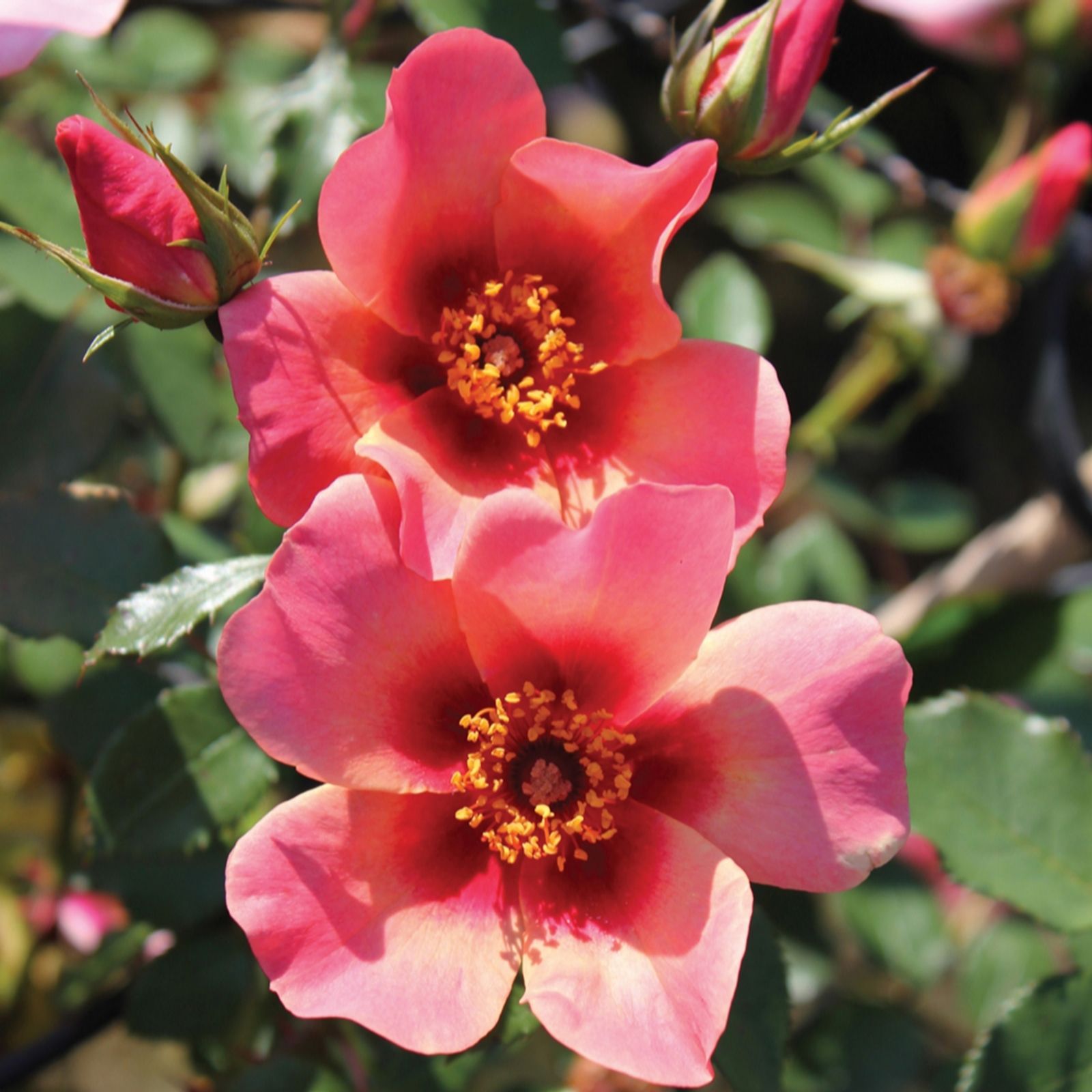 Harkness Roses Pink/Orange/Light Yougarden Harkness Rose For Your Eyes Only 3L-4L Potted
