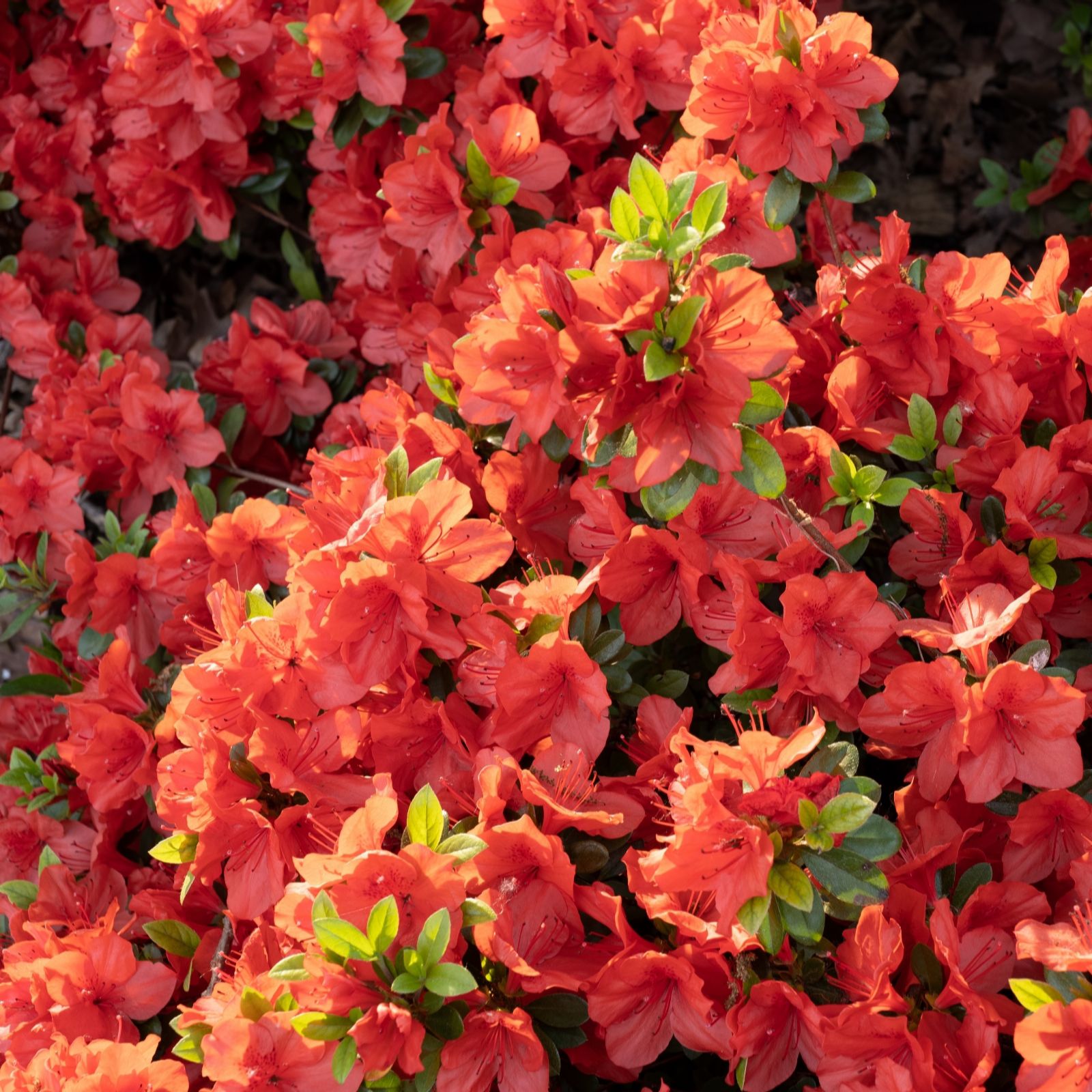 Hayloft Plants Azalea Geisha Collection 3X 9.5Cm