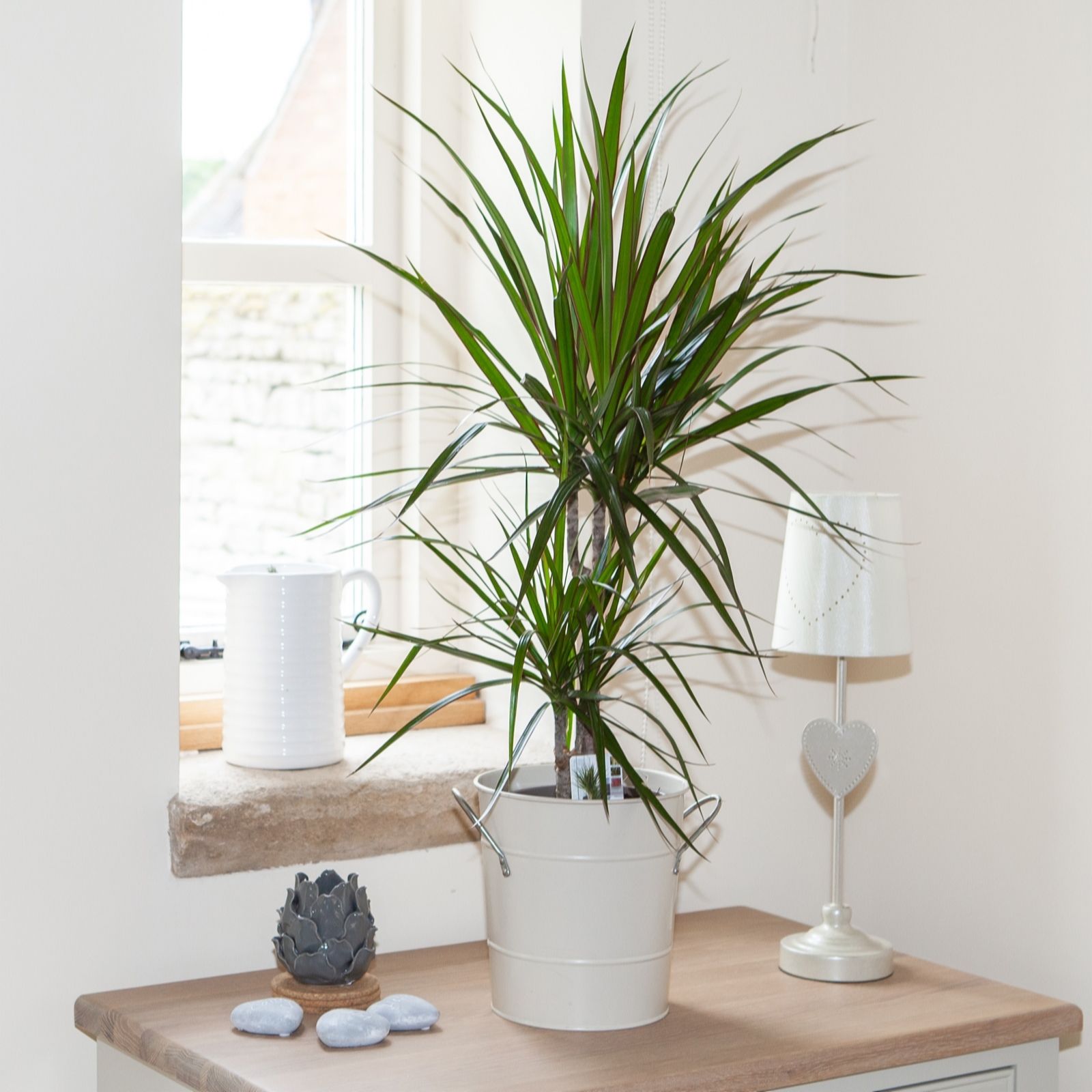 Yougarden Red Dracaena Marginata In A 12Cm Pot