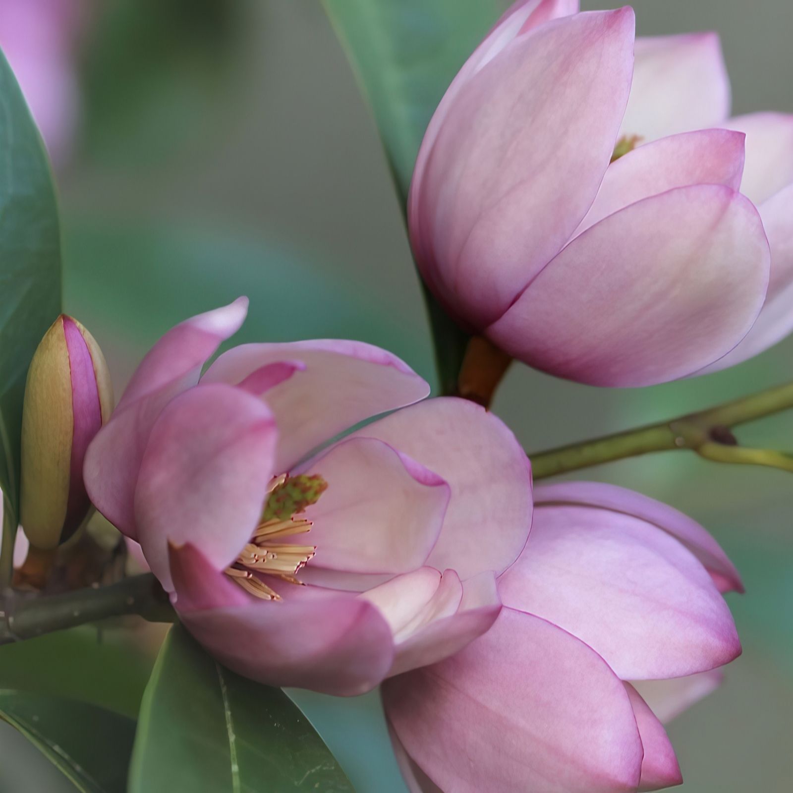 Plants 2 Gardens Pink Plants2gardens Magnolia Fairy Blush