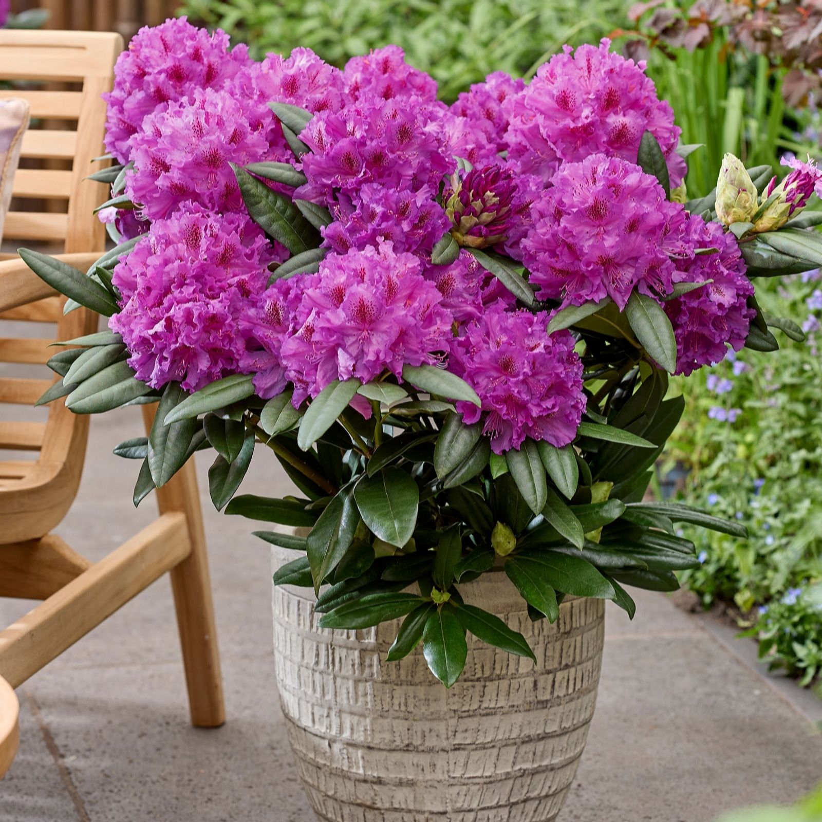 Richard Jackson Pink Rhododendron Hercules 2L Pot