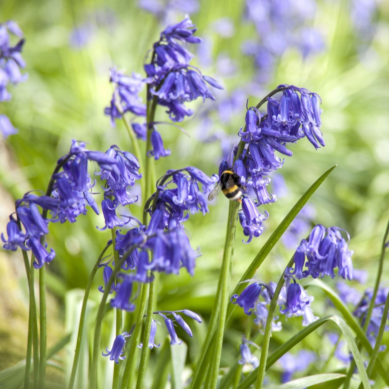 Thompson & Morgan English Bluebell (Hyacinthoides Non Scripta) 32 B...