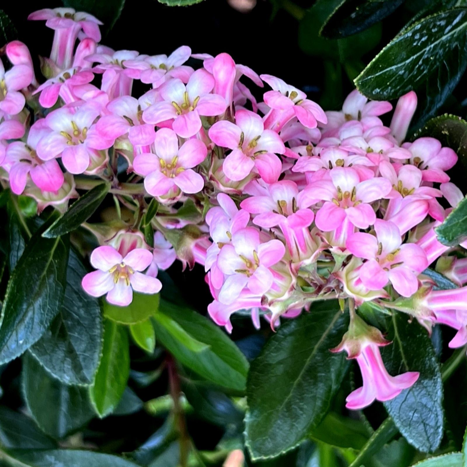 Thompson & Morgan Escallonia Apple Blossom 3.5 Litre Pot X 1