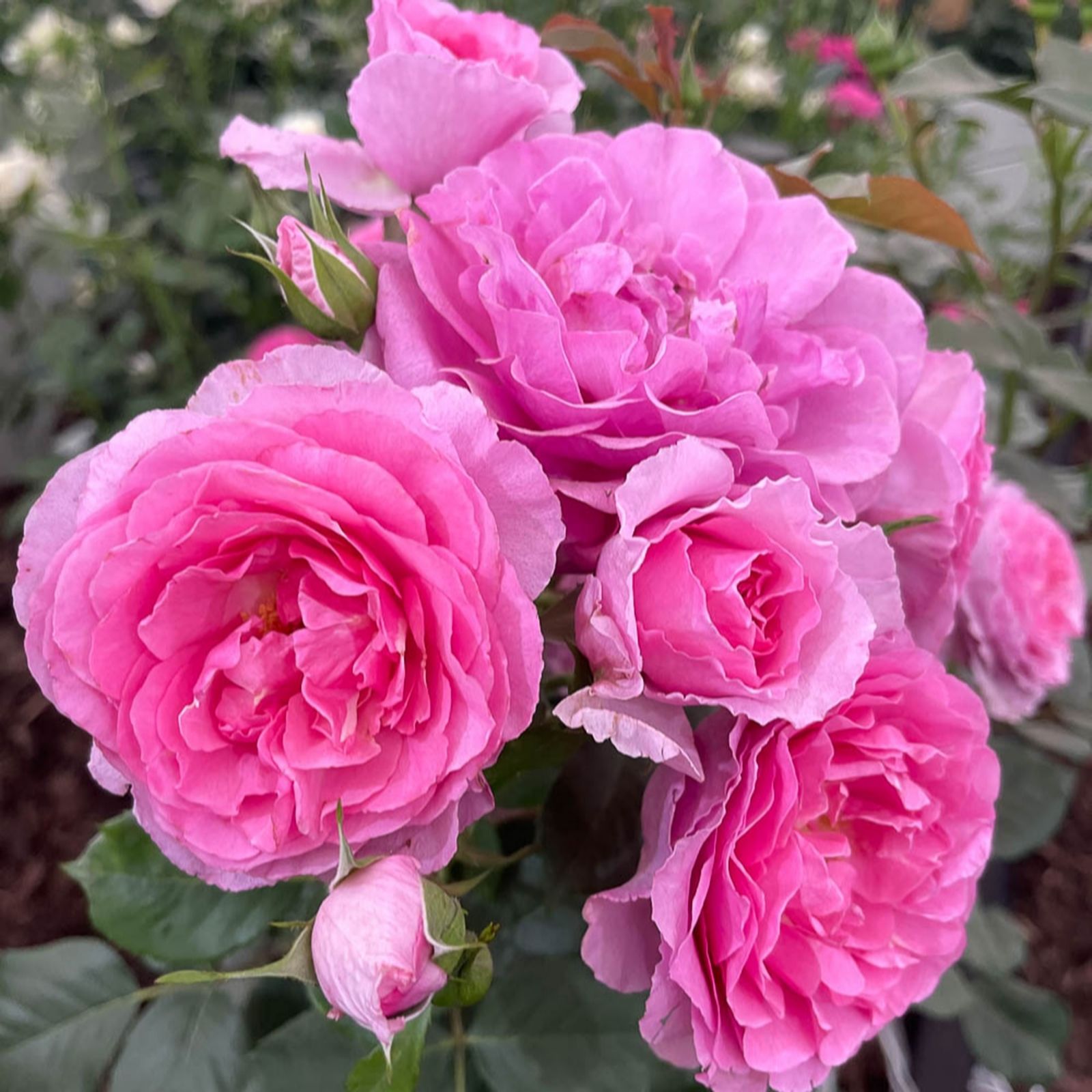 Harkness Roses Pink Yougarden Harkness Rose Platinum Jubilee 3L-4L Pot