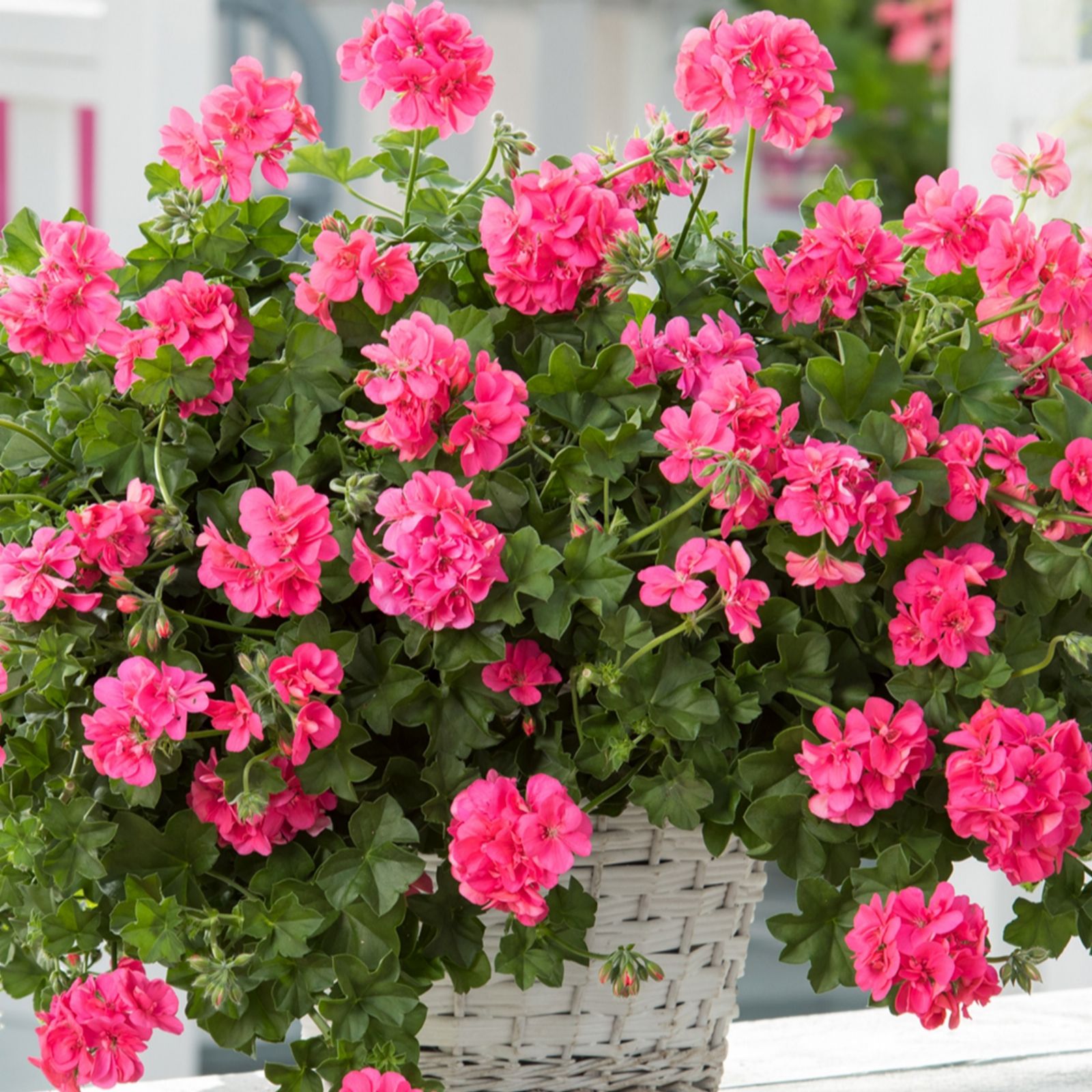 Richard Jackson Pink Perfect Trailing Geranium 5X 6Cm Garden Ready Plants