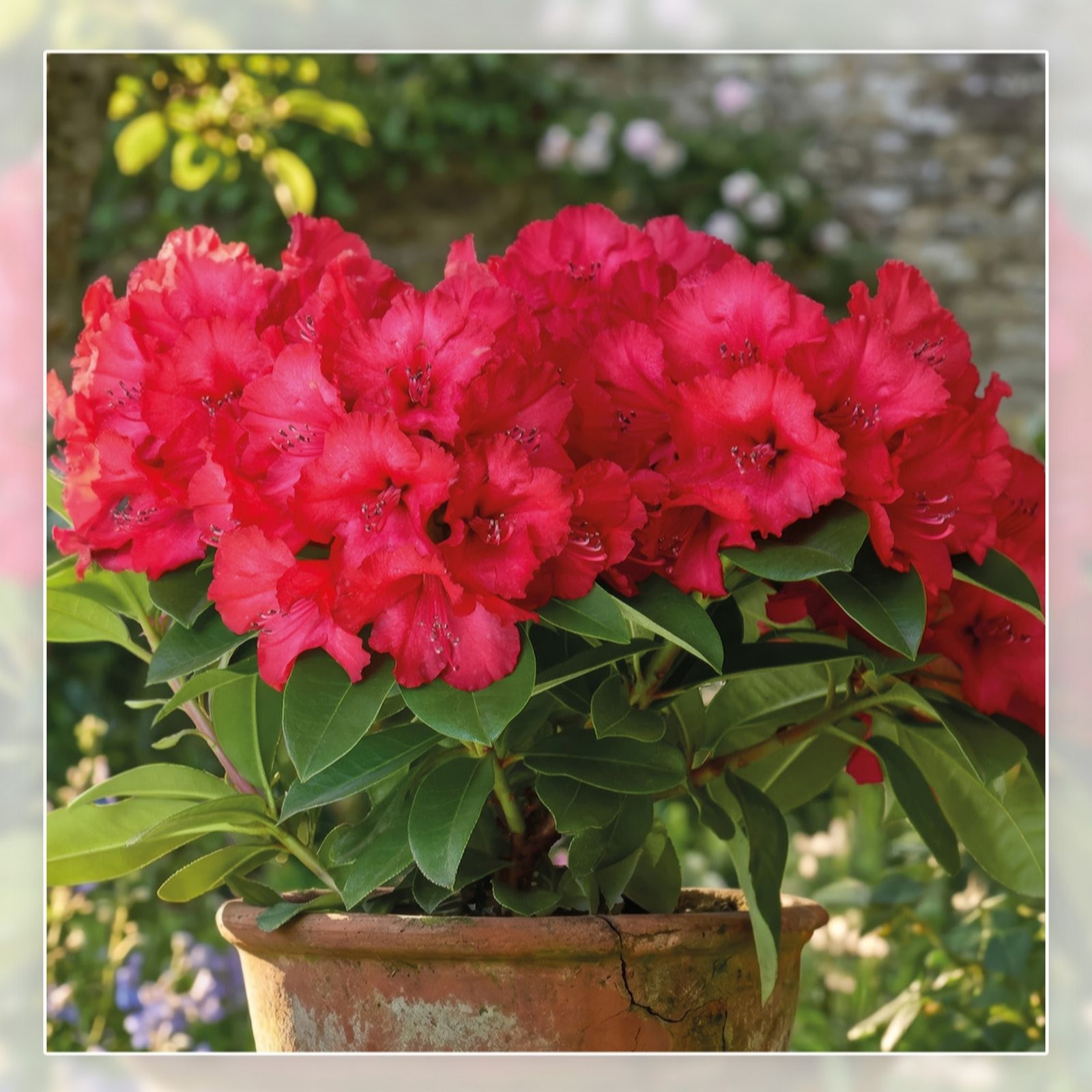 Richard Jackson Red Rhododendron Maximus 2L Pot