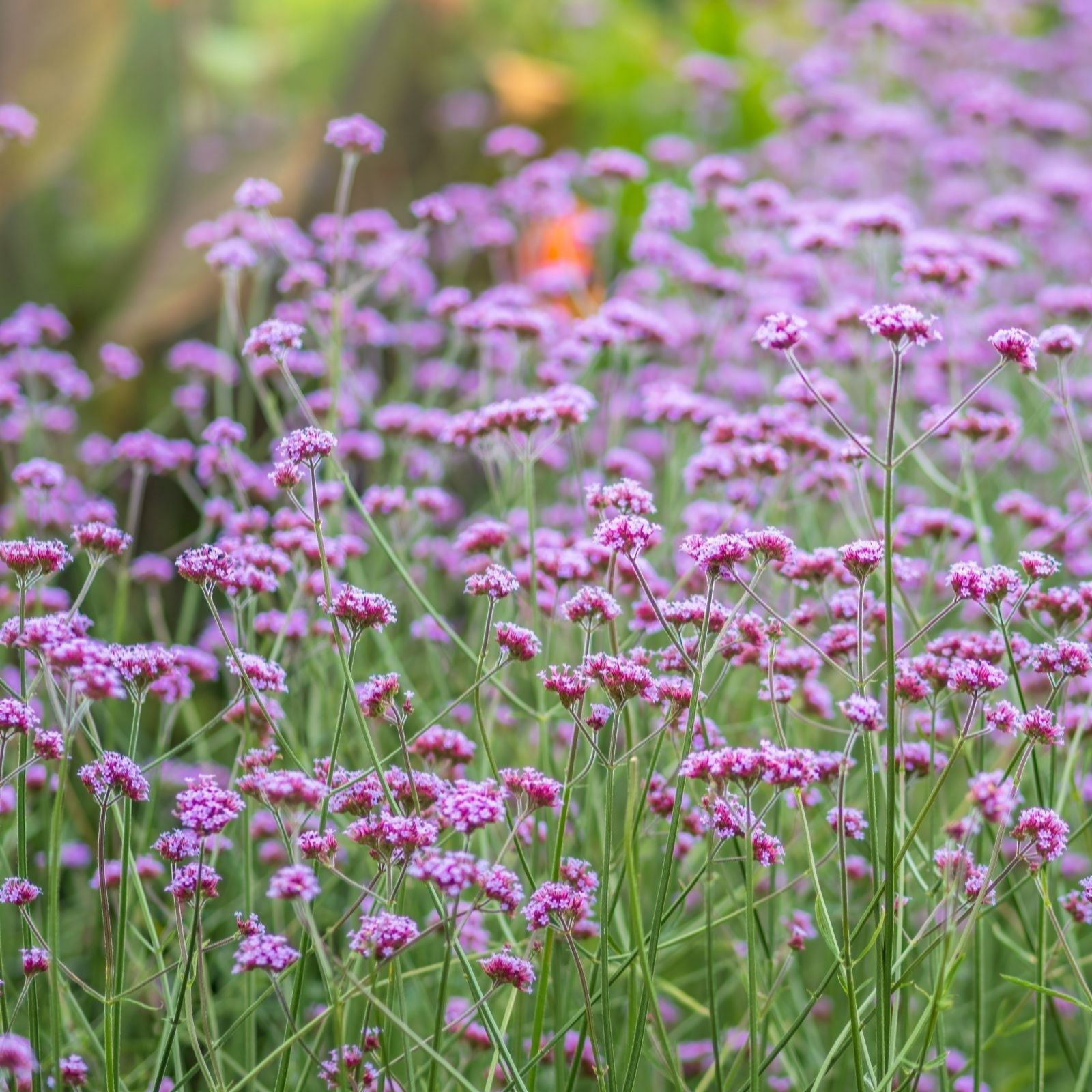 Thompson & Morgan Light/Lavender Verbena Bonariensis 9Cm X 3