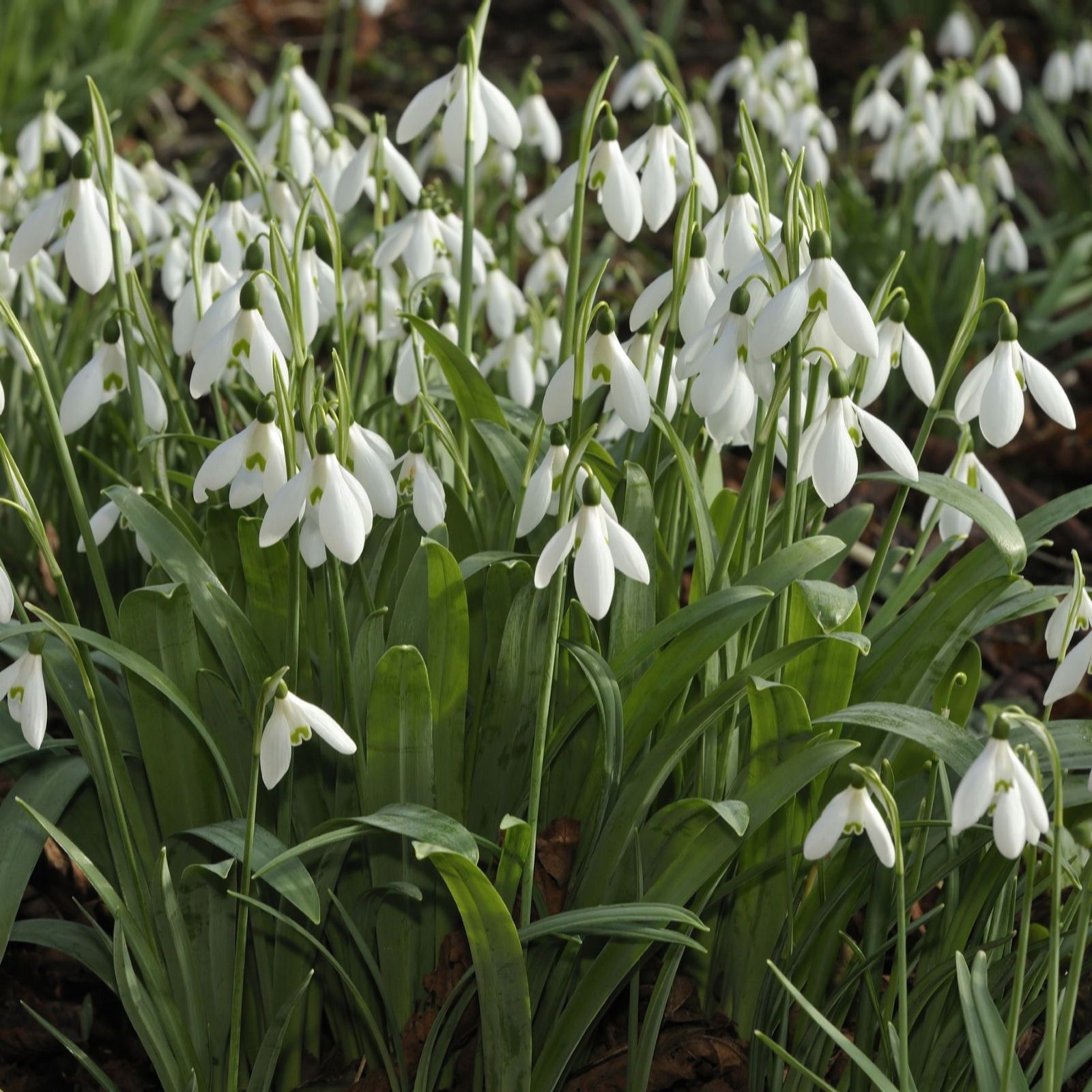 Thompson & Morgan Thompson And Morgan Galanthus Elwesii (snowdrop Giant) 32 Bulbs Inc:, White