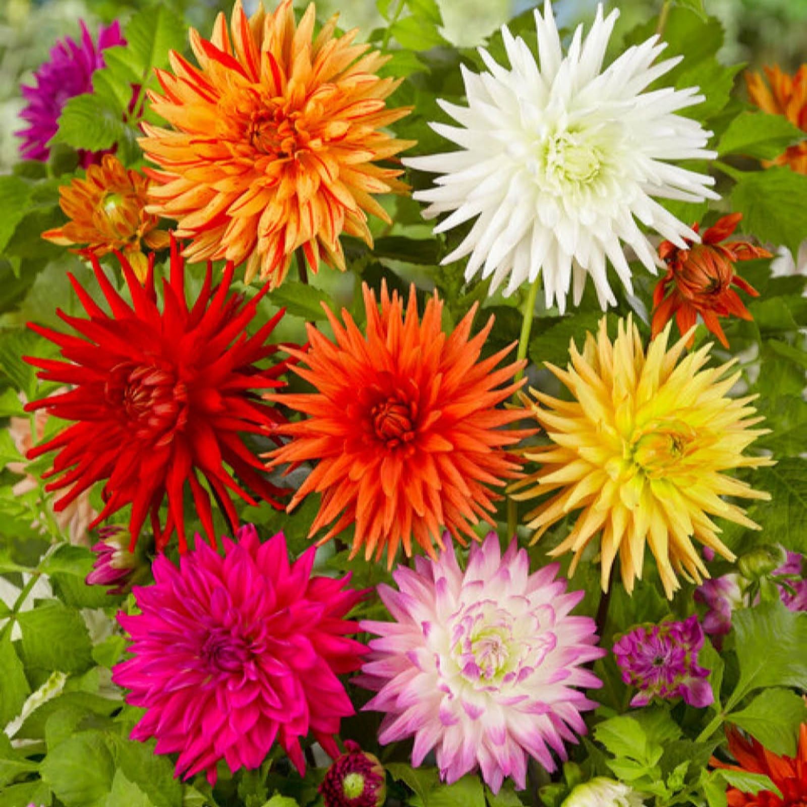 Yougarden Yellow/Pink Dahlia Cactus Mixed Tubers X10