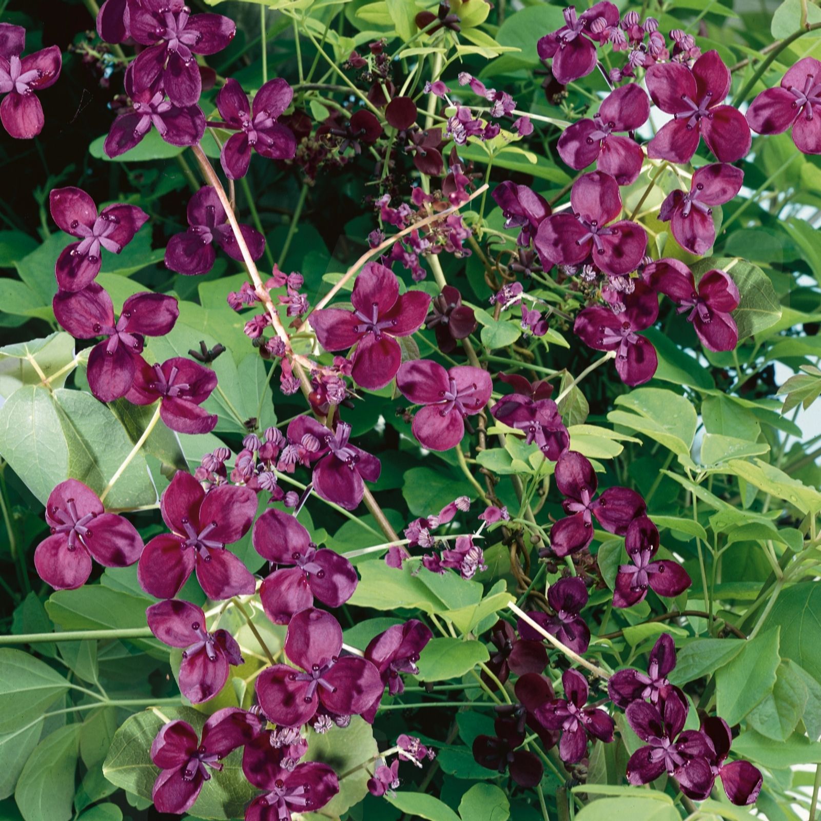 Plants 2 Gardens Green Plants2gardens Akebia Quniata 3Ltr