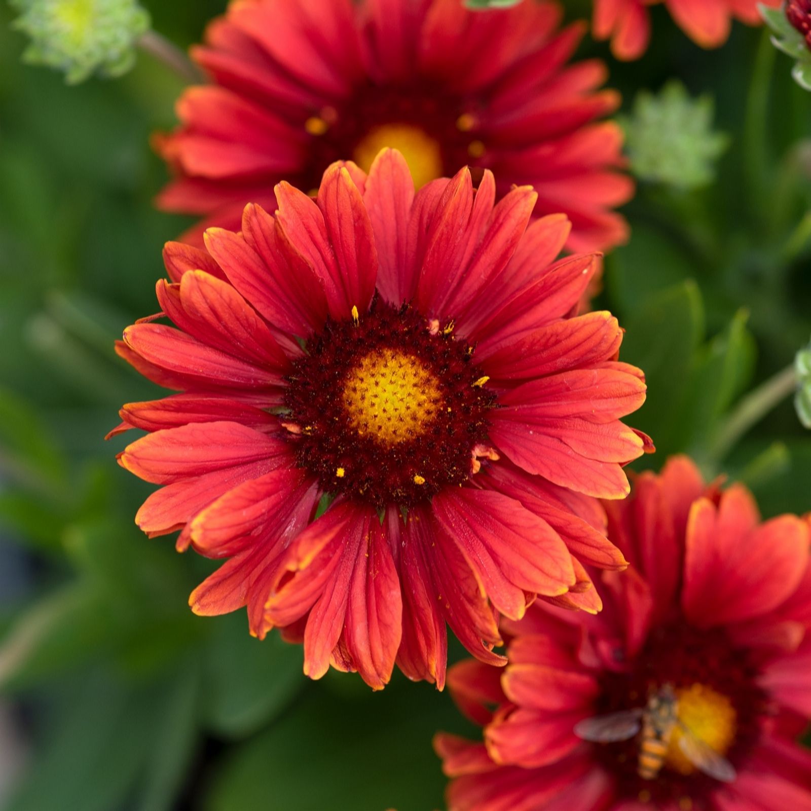 Plants 2 Gardens Red/Yellow Plants2gardens Gaillardia Guapa 3X 2Ltr