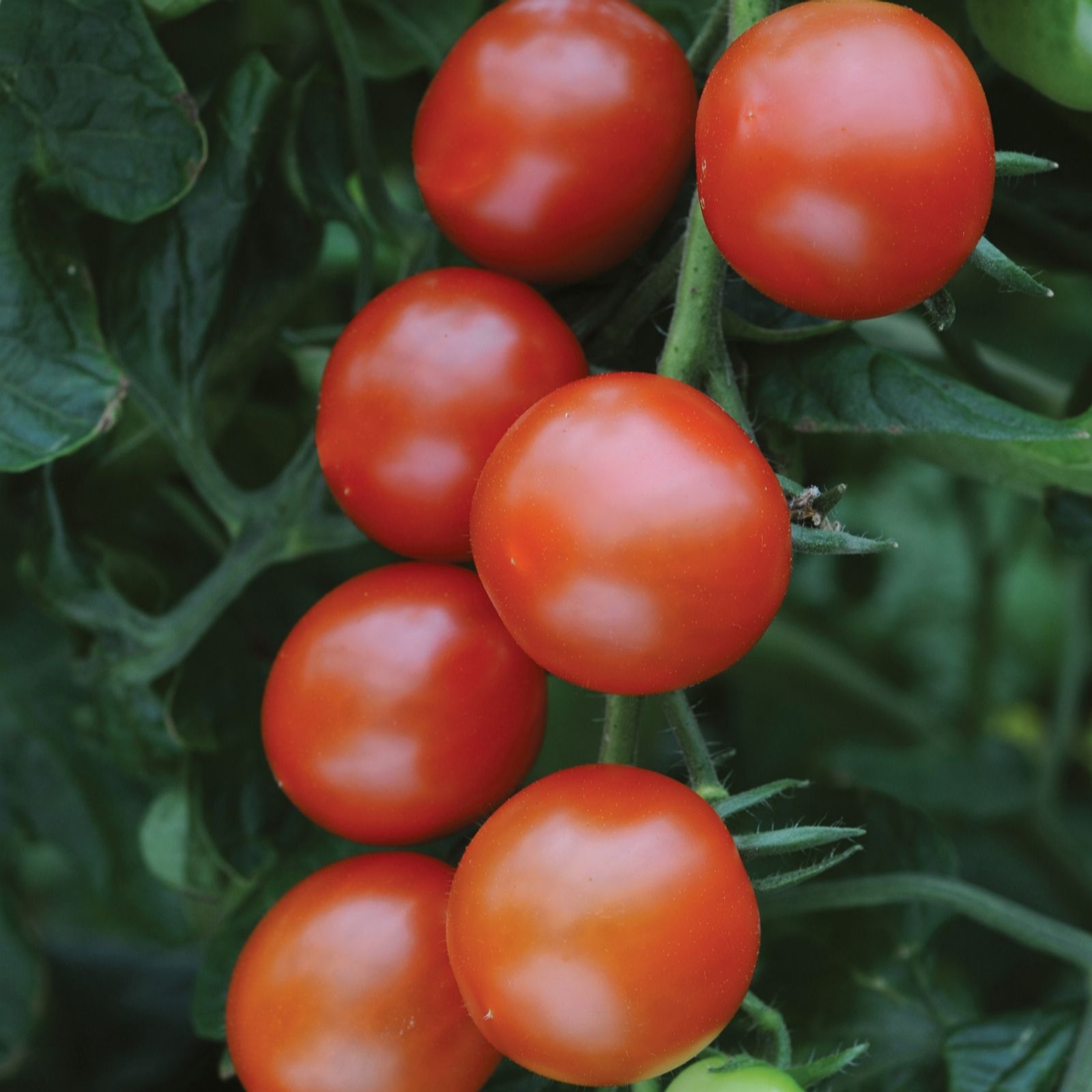 Richard Jackson Red Tomato Sweet Million 5X 6Cm Garden Ready Plants