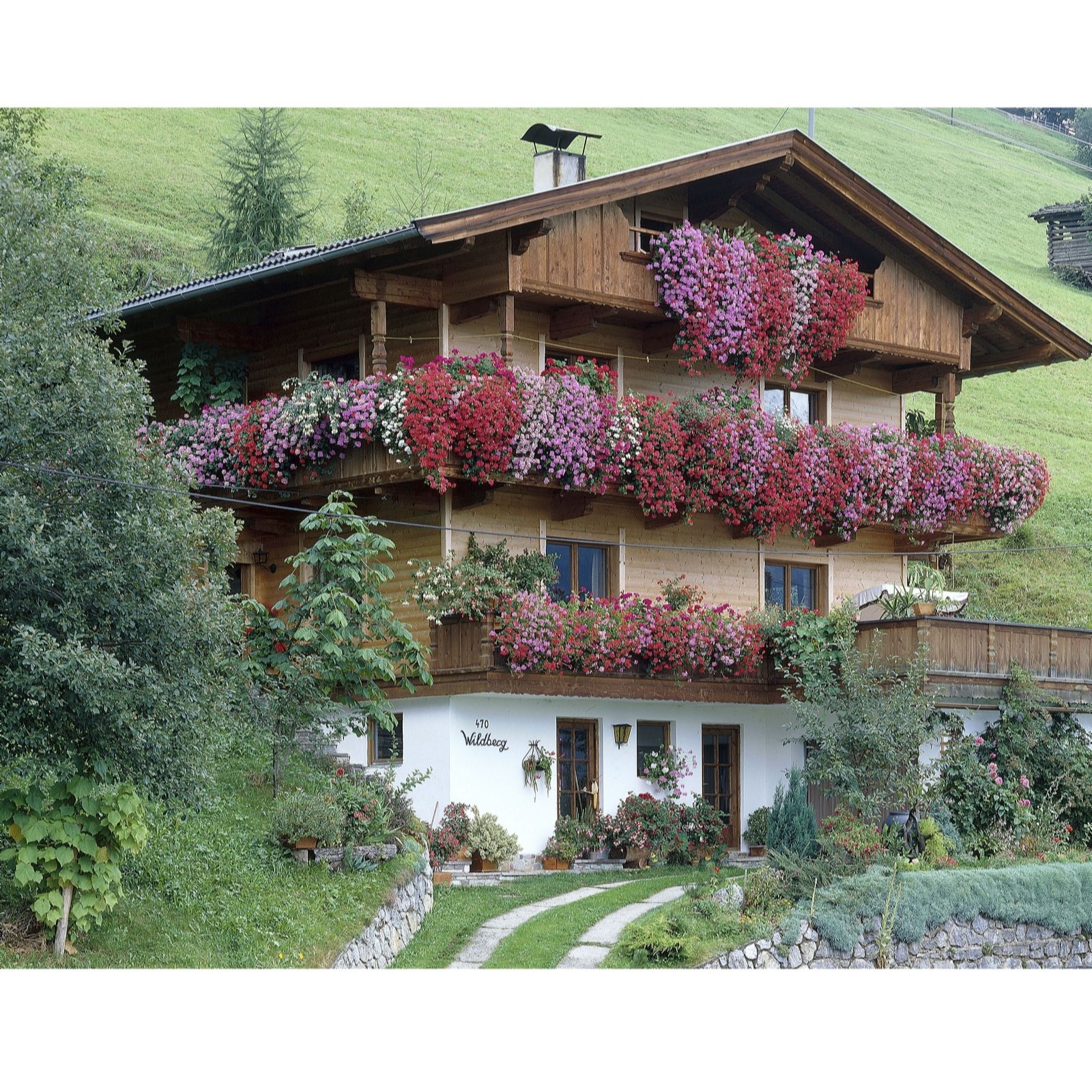 Hayloft Plants Cascading Geraniums 15X Young Plants