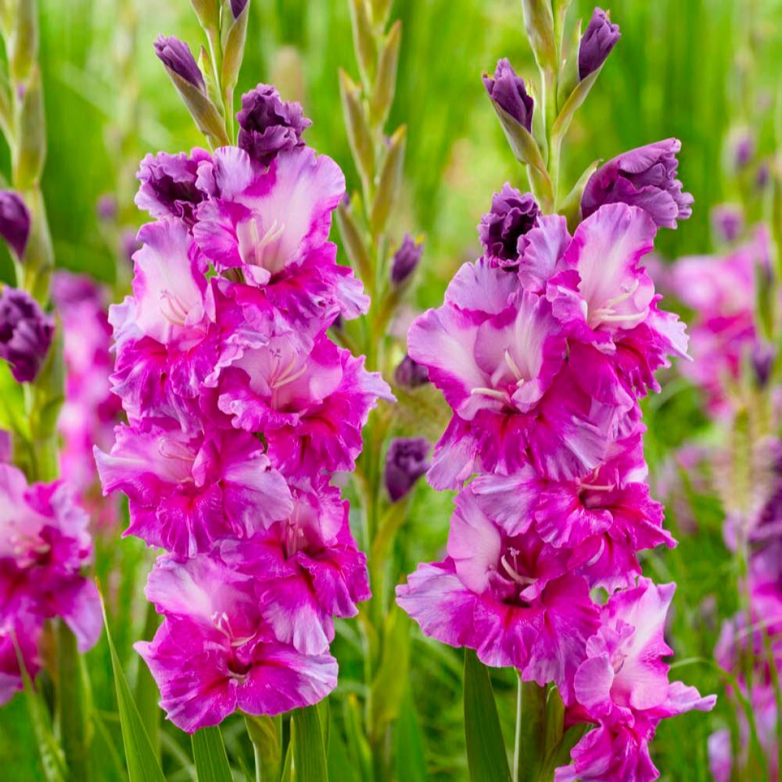 Yougarden Purple You Garden Gladioli ' Art' Bulbs X20