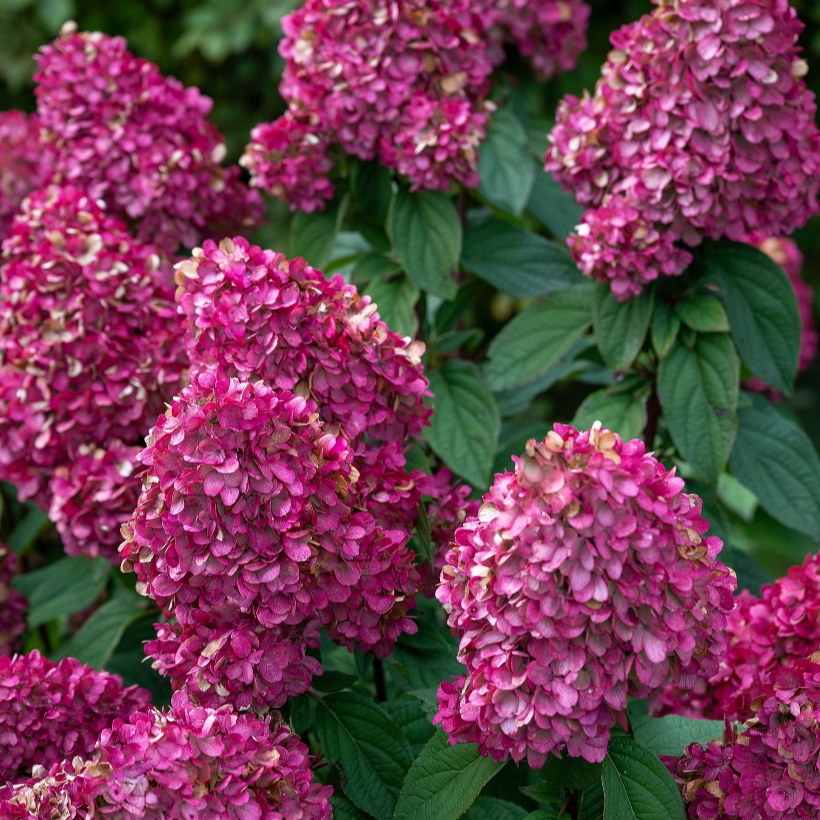 Plants 2 Gardens White/Pink/Red Plants2gardens Hydrangea Bloody Mary 3Ltr